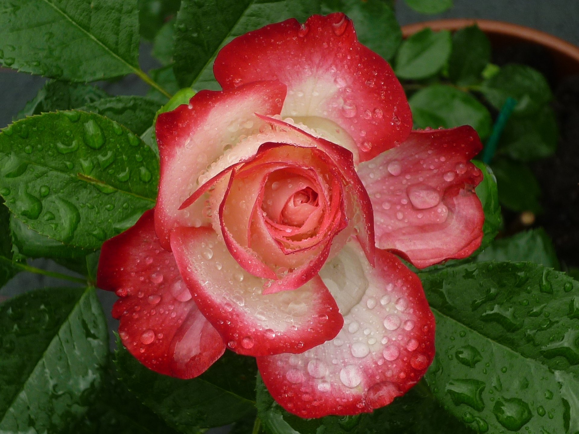 rosa bocciolo petali foglie gocce macro