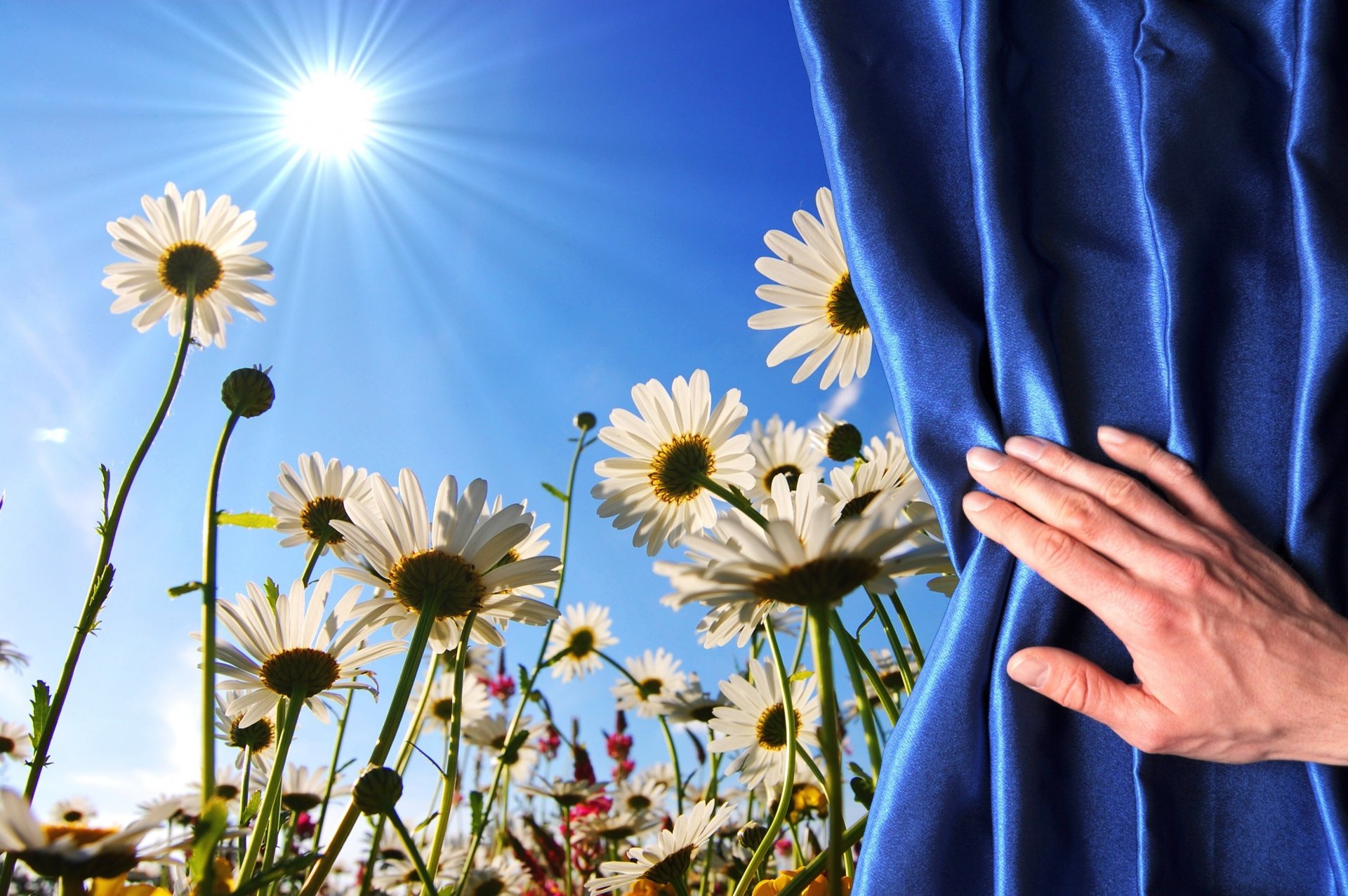 blumen blumen gänseblümchen gänseblümchen stamm feld hand stoff vorhang hintergrund tapete widescreen vollbild widescreen widescreen