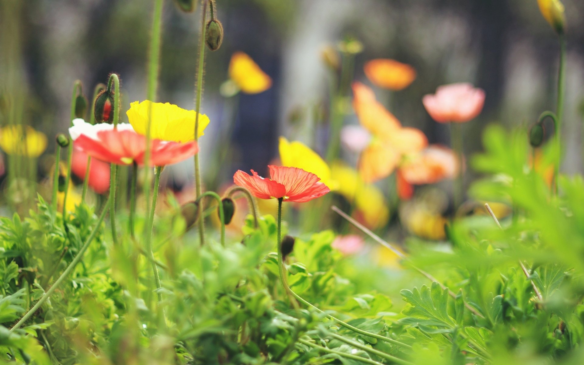 fiori fiori macro fiore rosso giallo foglie foglioline sfondo carta da parati widescreen schermo intero widescreen widescreen