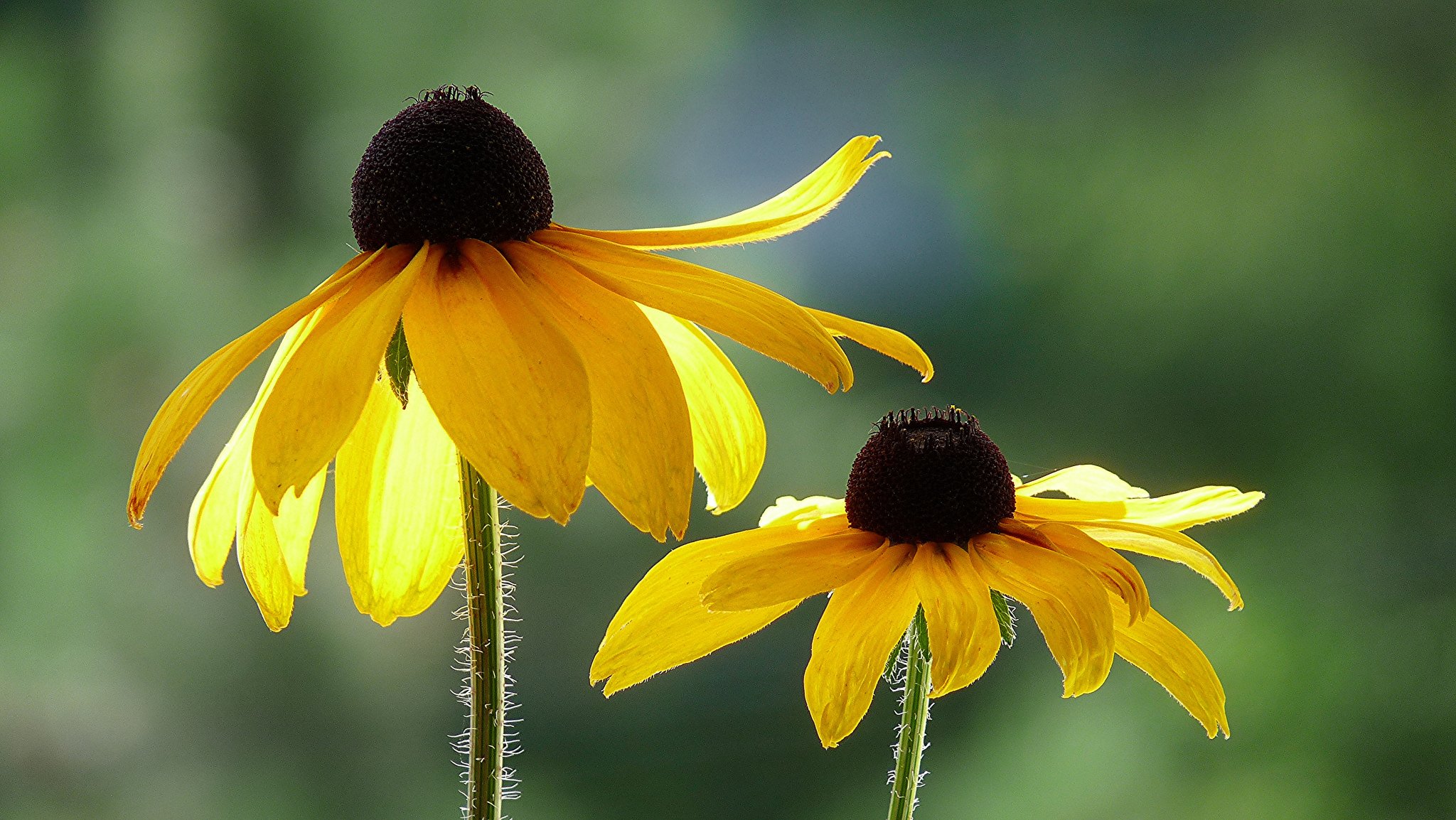 fiori giallo rudbeckia sfondo