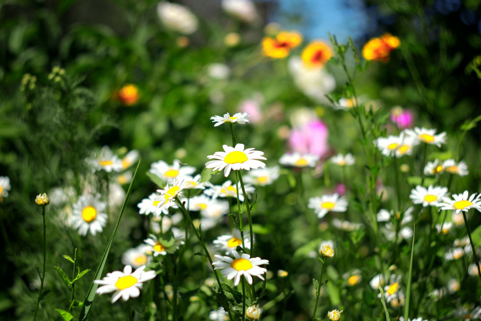 sommer feld blumen gänseblümchen gras grün tapete