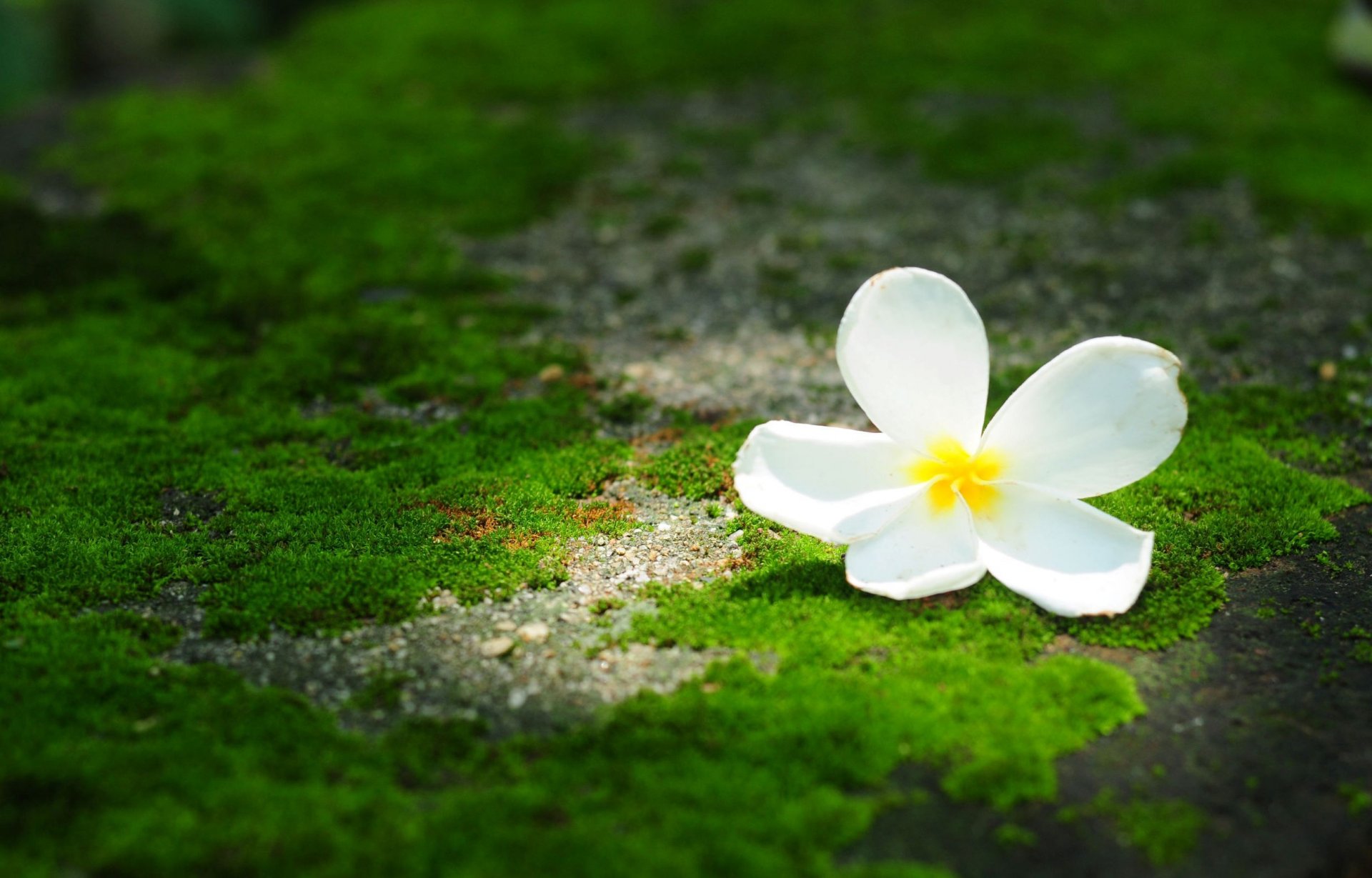 blumen blume blümchen frangipani plumeria grün hintergrund tapete widescreen vollbild widescreen