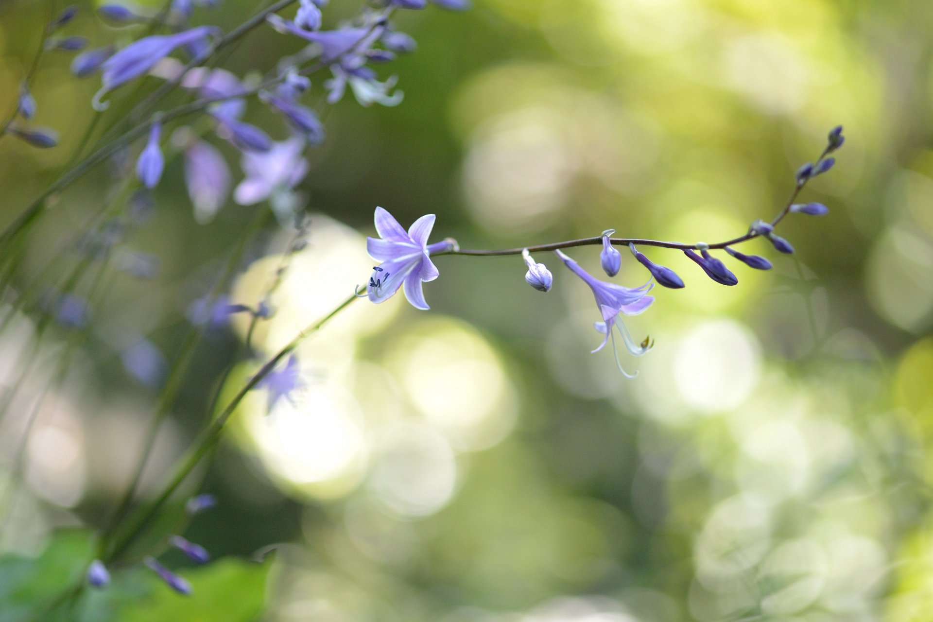 flower purple branch reflection