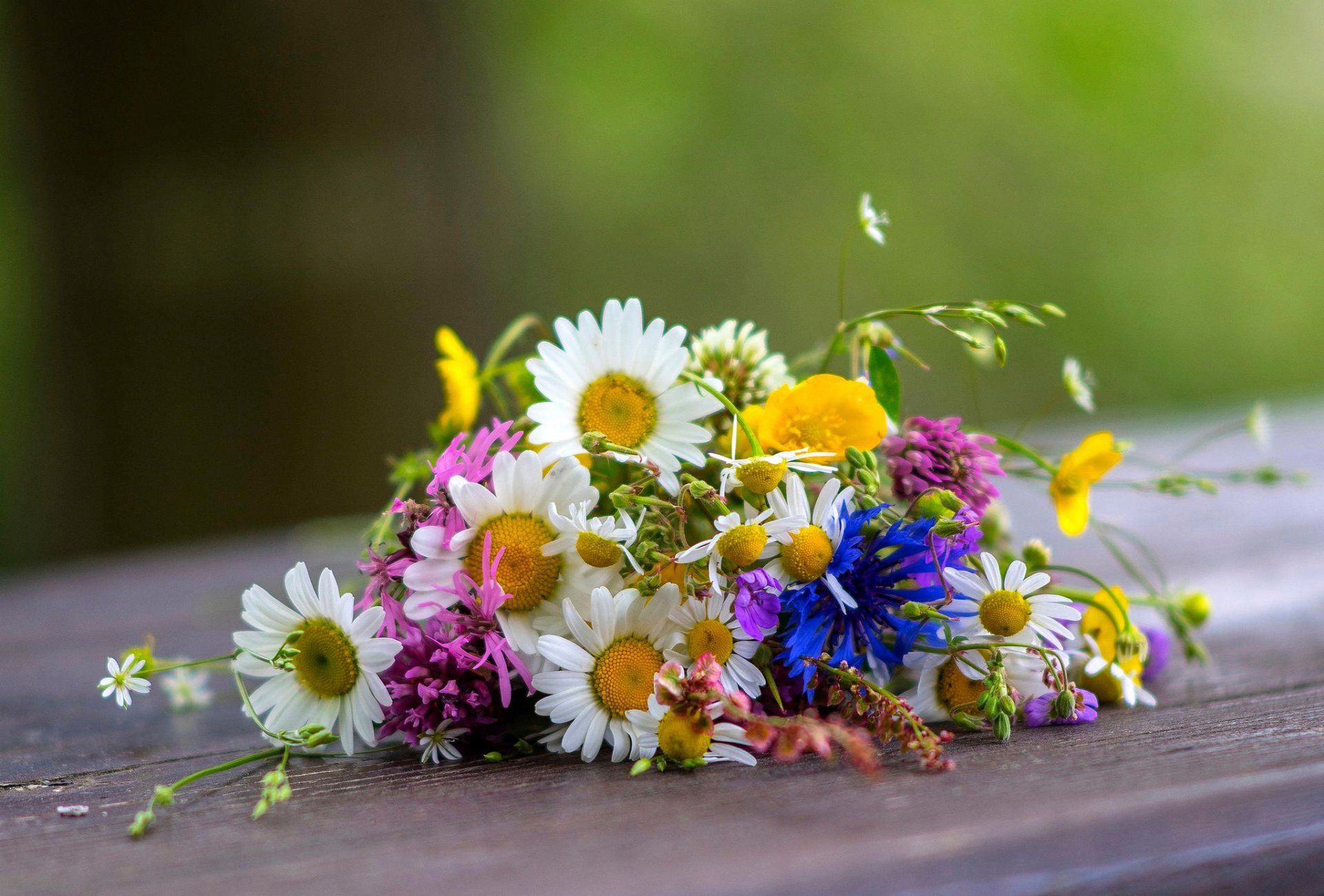 fiori selvatici senza pretese non capricciosi fiordalisi margherite