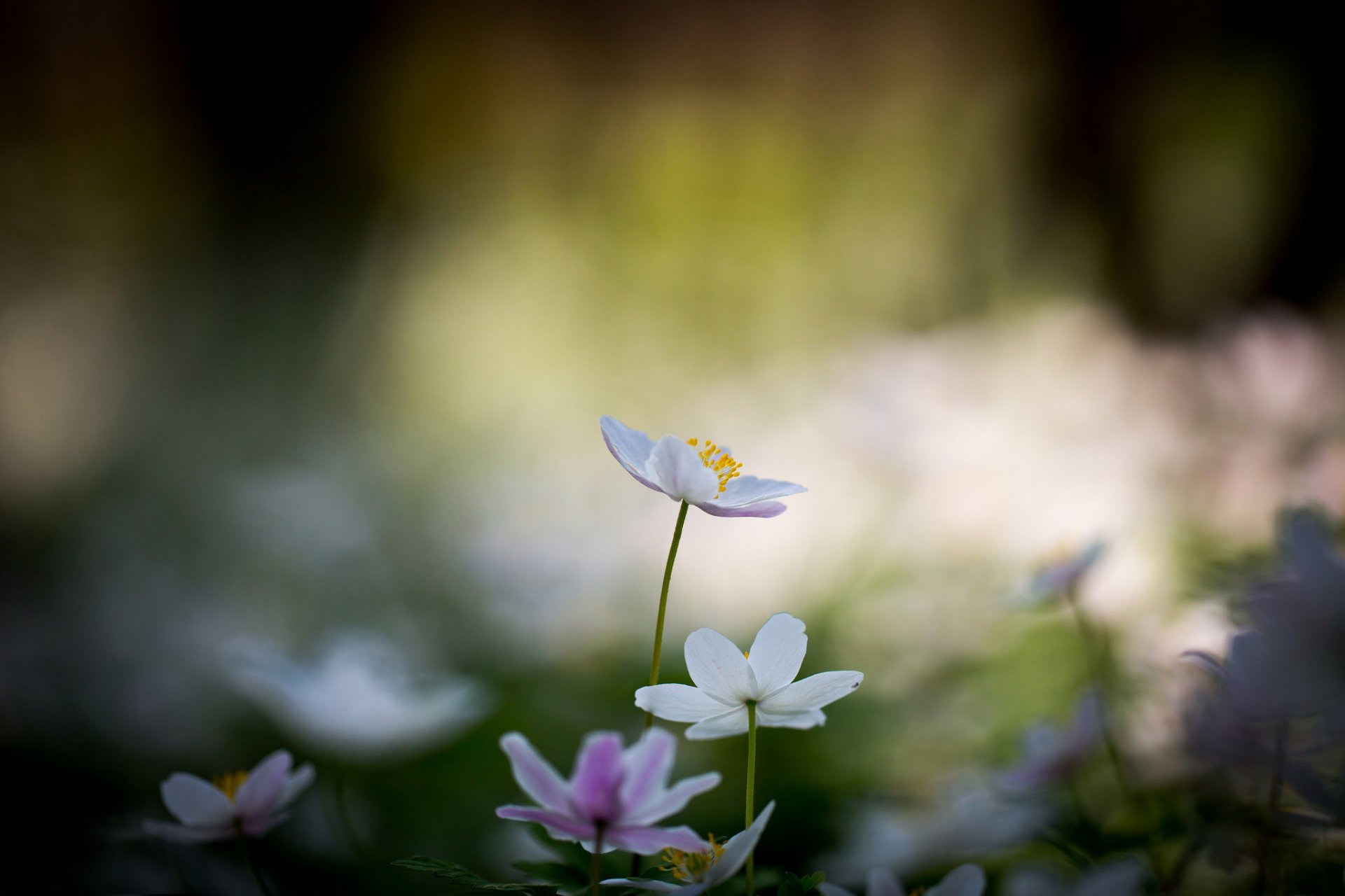 blumen blumen weiß bokeh