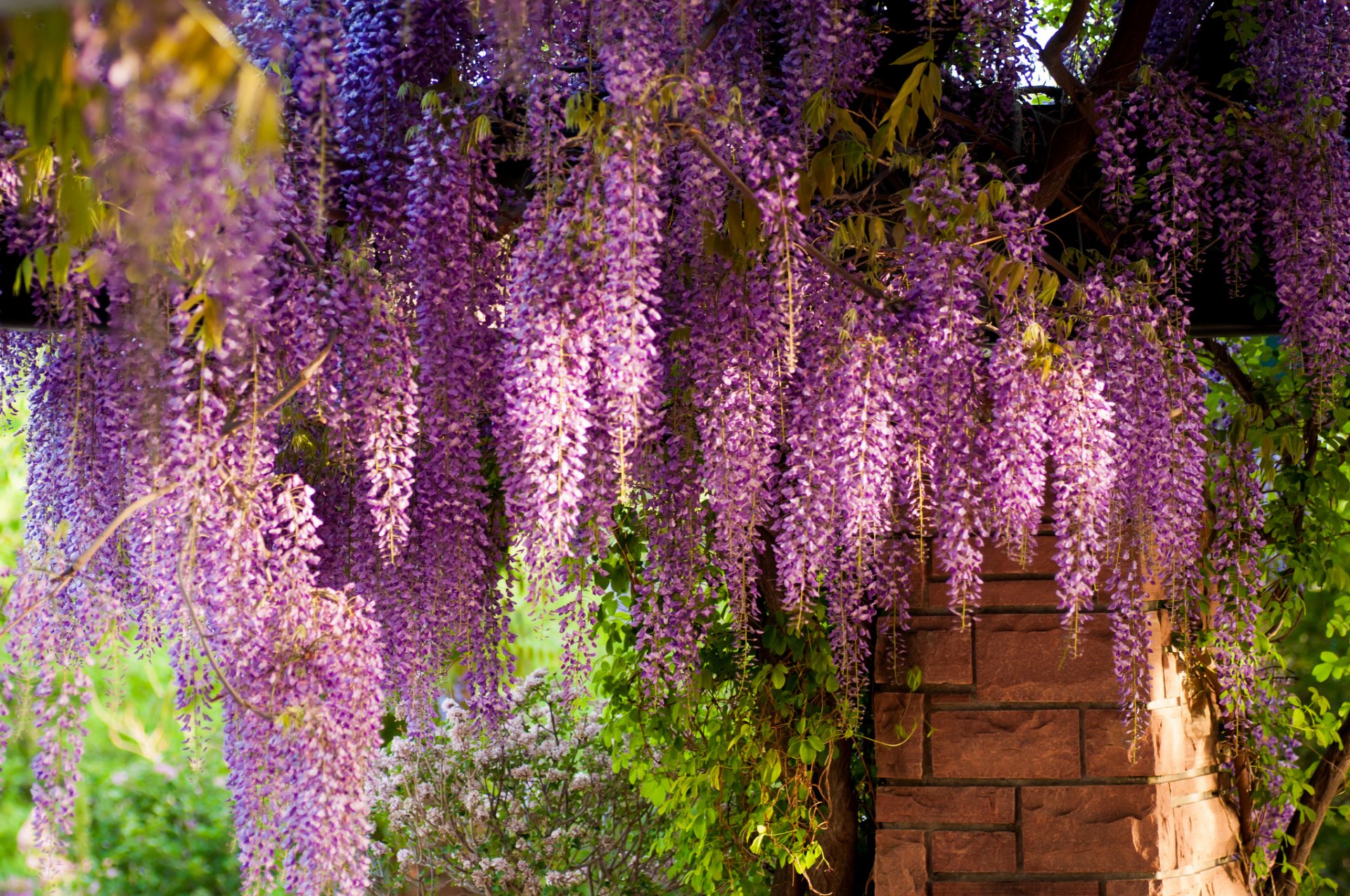 wisteria glicine mattoni