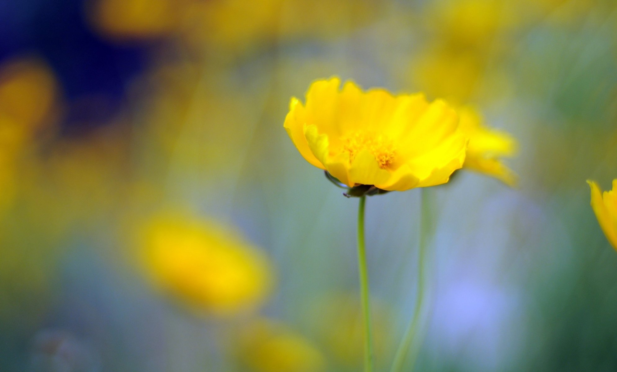 flowers flower yellow flower blur background wallpaper widescreen fullscreen widescreen widescreen