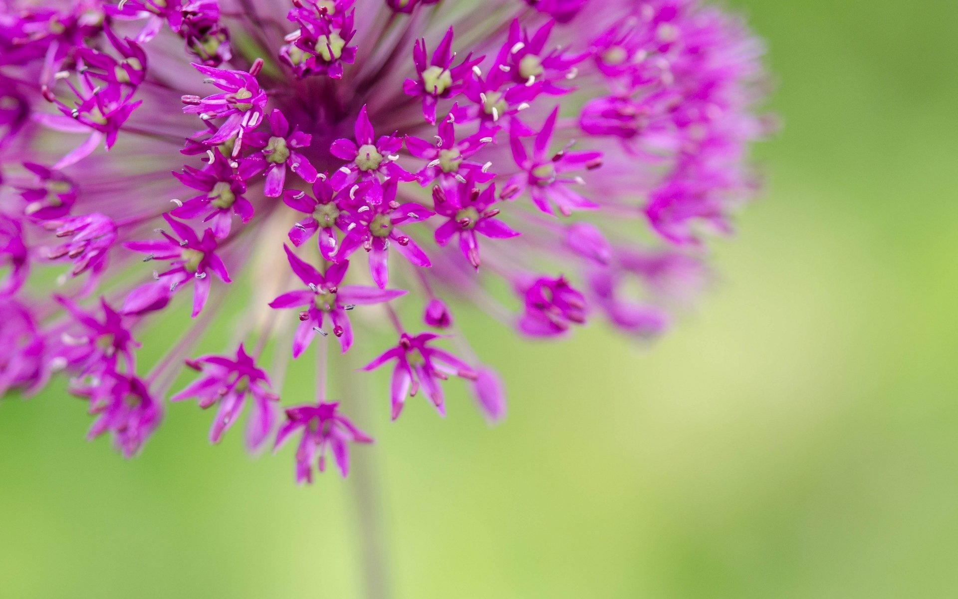 flowers flowers flower pink macro flower blur background macro wallpaper widescreen fullscreen widescreen widescreen