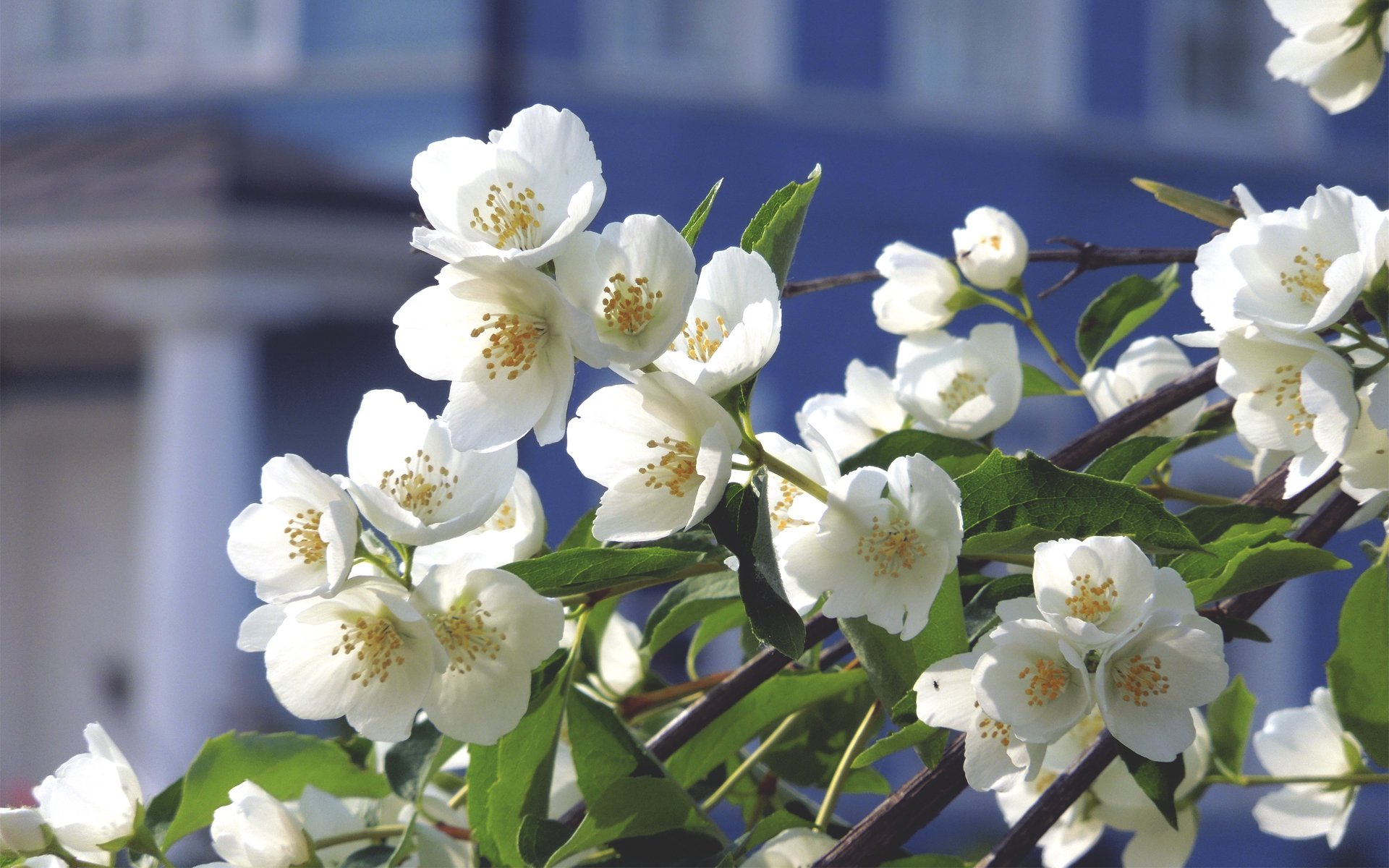 flores árbol manzano rama