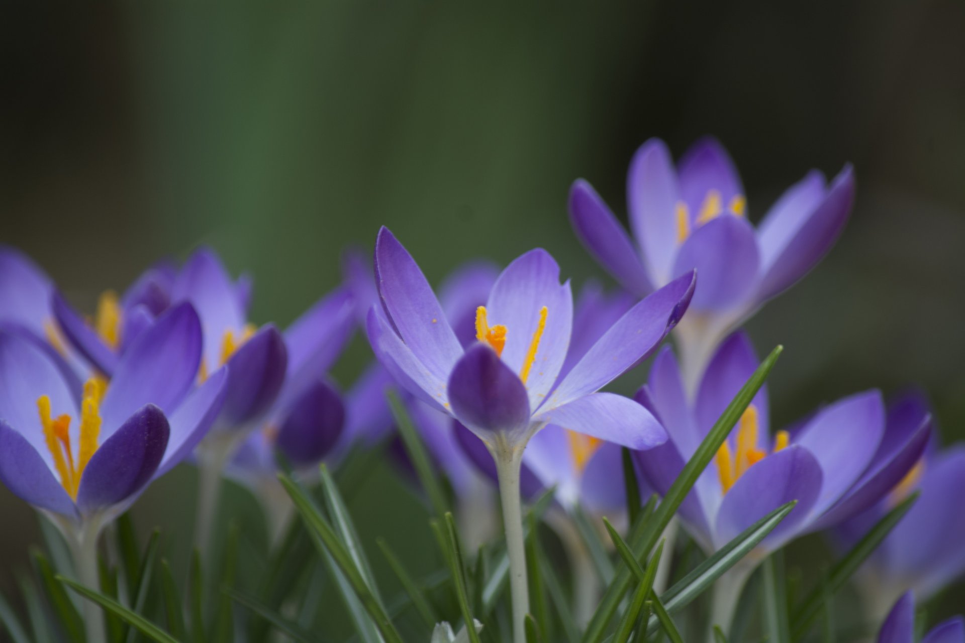 krokusse flieder blumen blütenblätter gras fokus frühling grün hintergrund