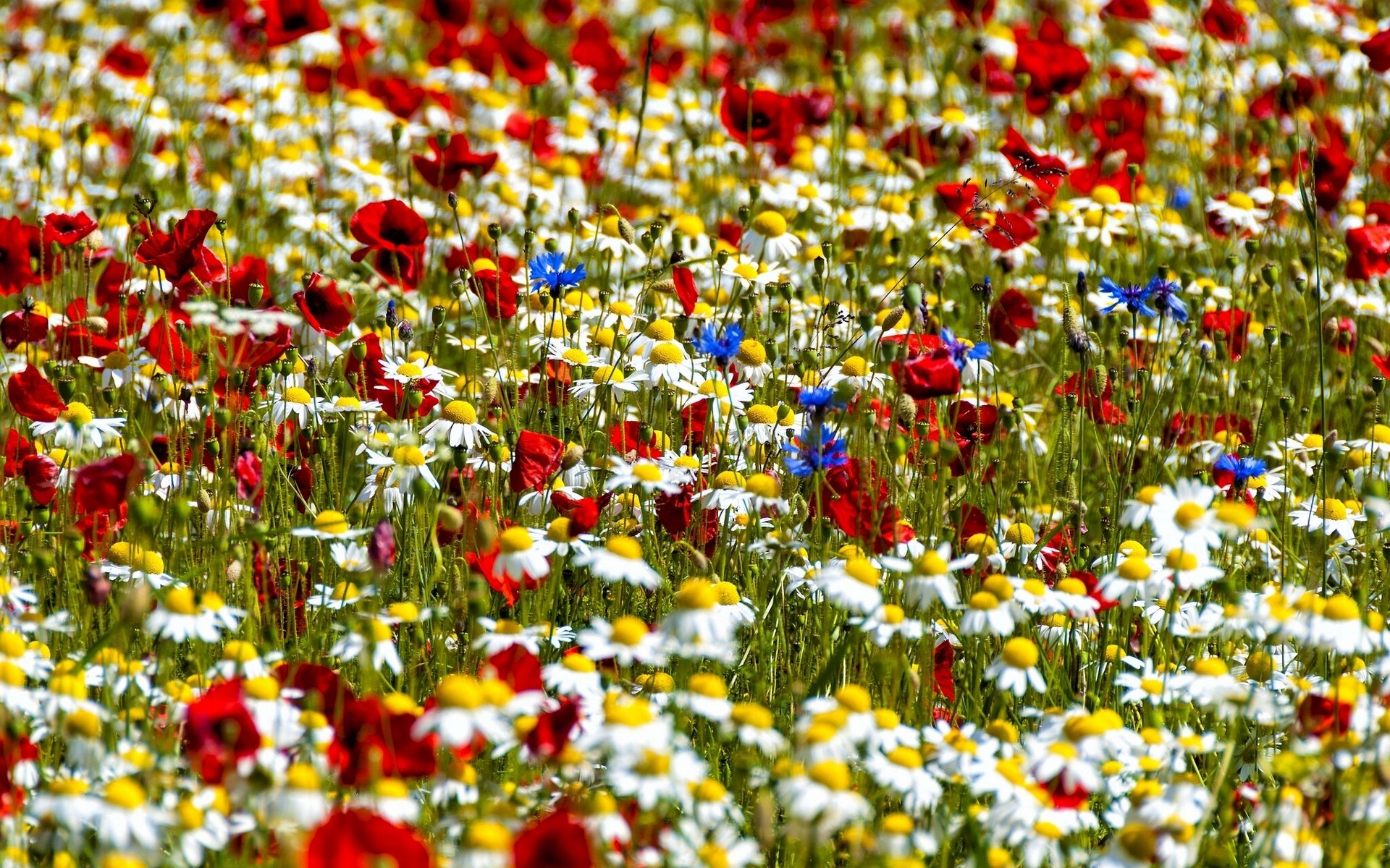 gänseblümchen mohnblumen kornblumen wiese bokeh