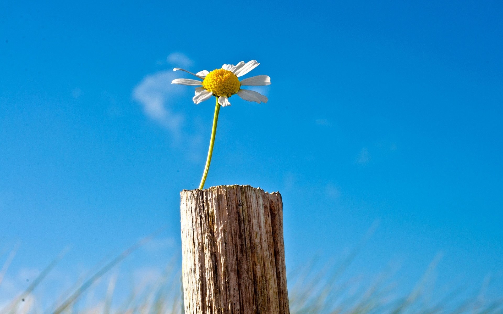 fiori fiore fiore margherita cielo blu sfondo carta da parati widescreen schermo intero widescreen widescreen