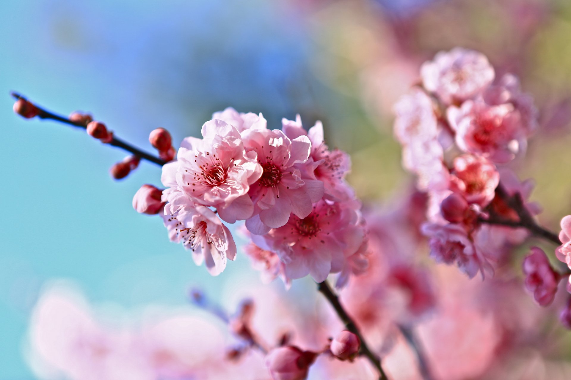 primavera rami fiori ciliegia sfocatura sfondo