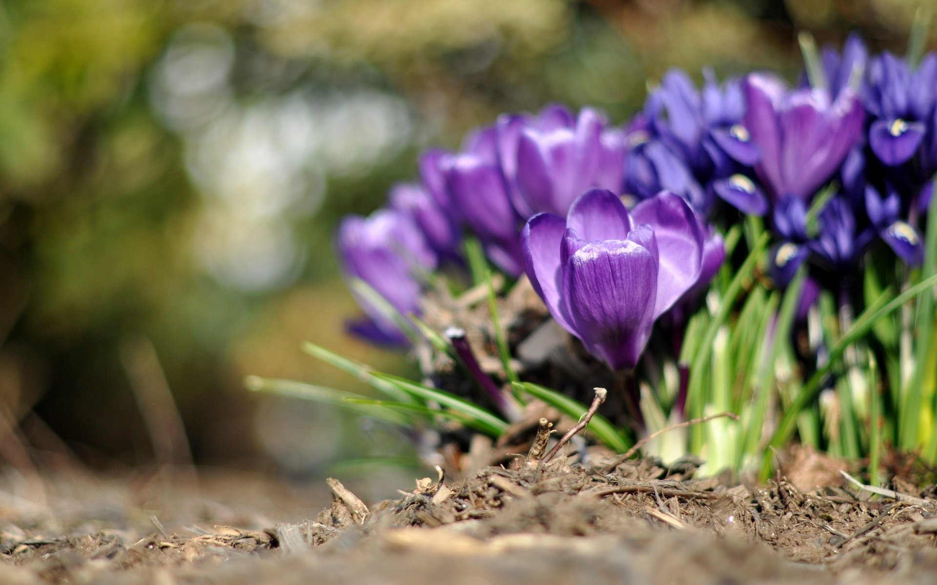 fiori fiori viola crochi verde macro sfondo carta da parati widescreen schermo intero widescreen widescreen