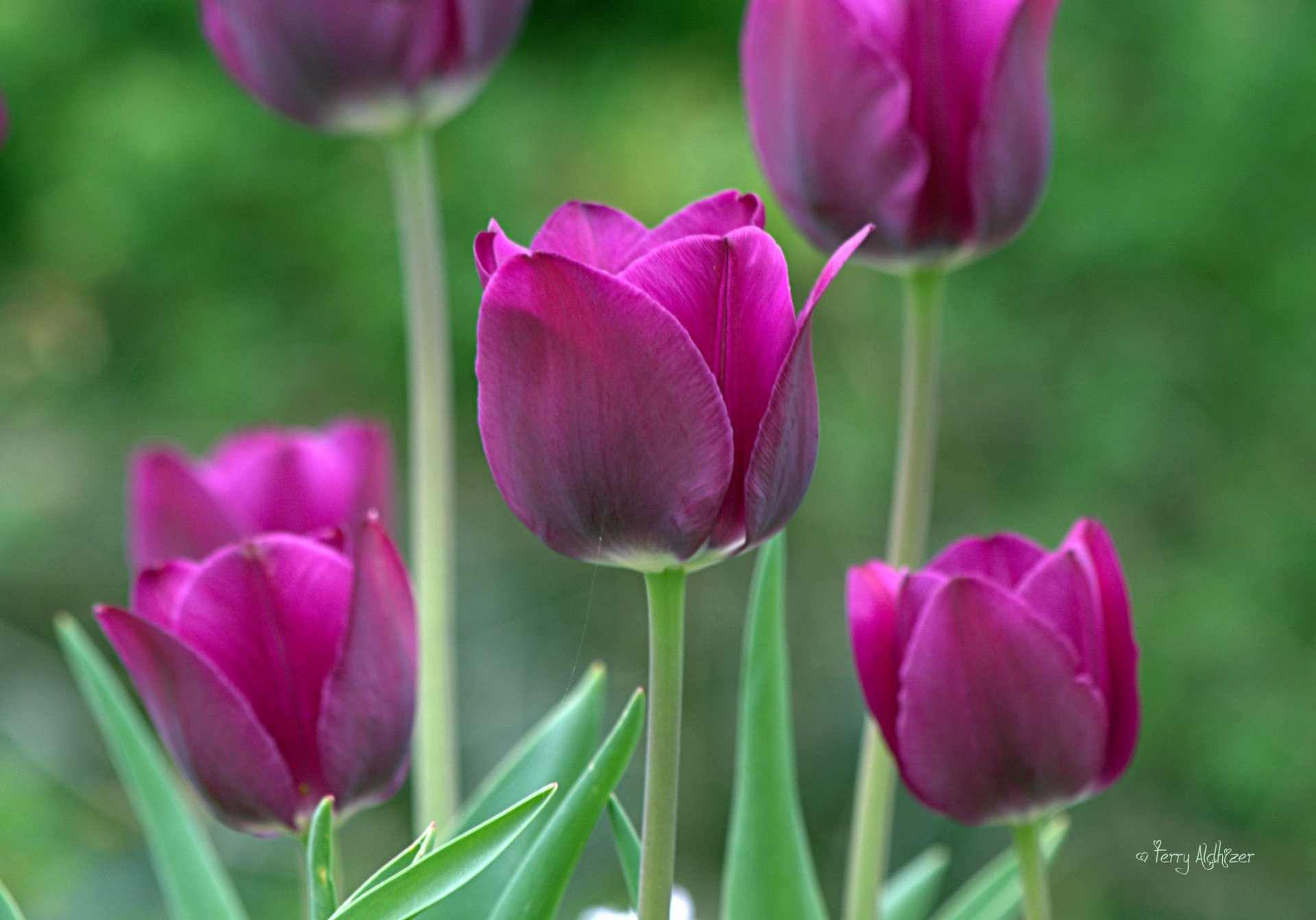 tulips purple close up spring supplie