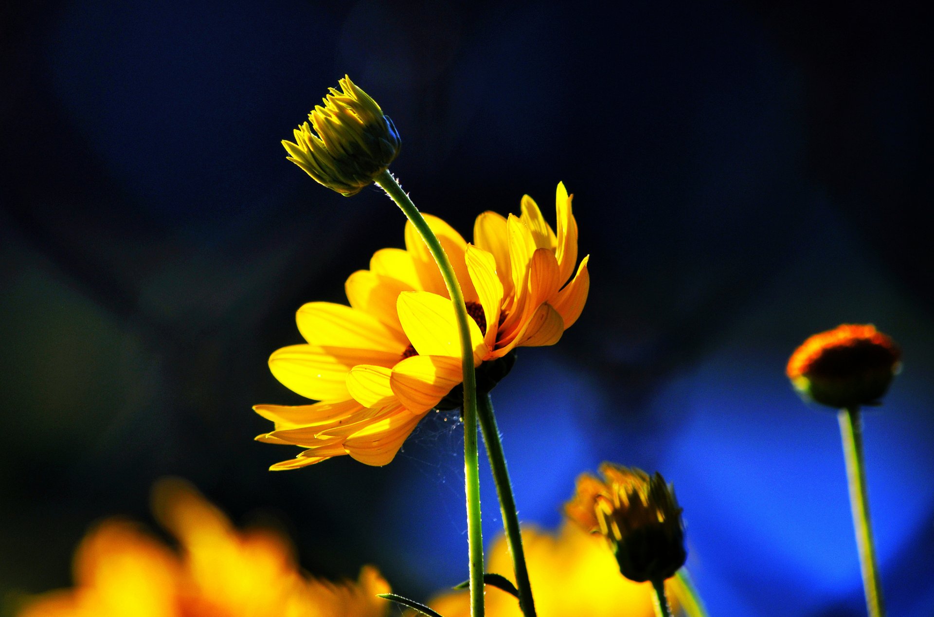 flower yellow buds background blue