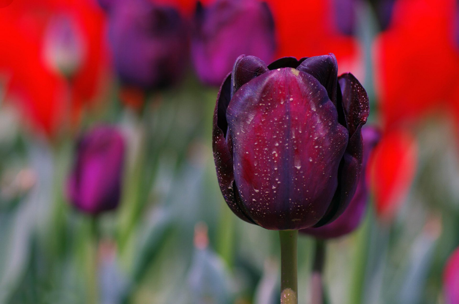 tulipan płatki makro