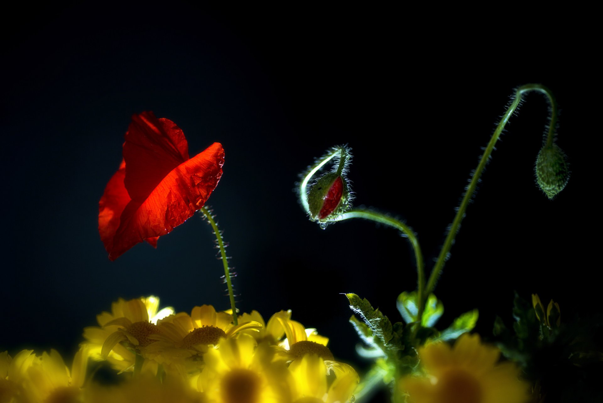 gänseblümchen gelb mohn knospen schwarzer hintergrund