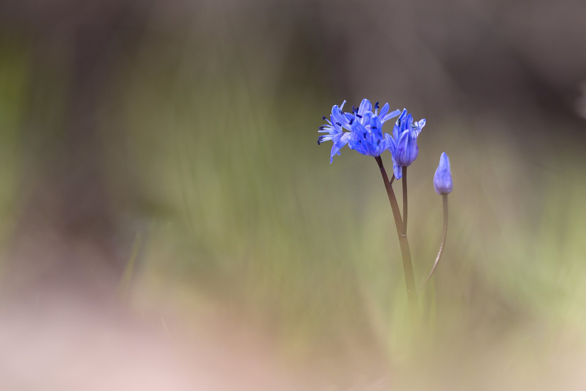 flower blue buds blur