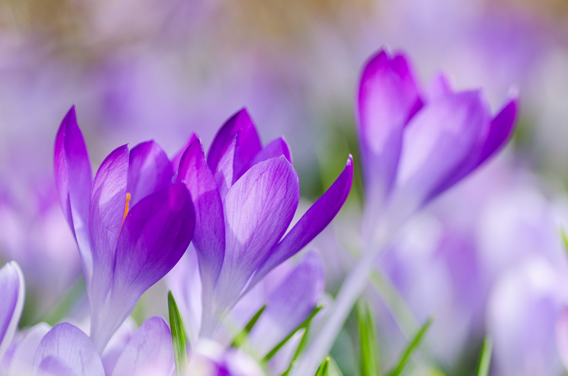 crocuses lilac purple flowers petals grass spring macro focus blur