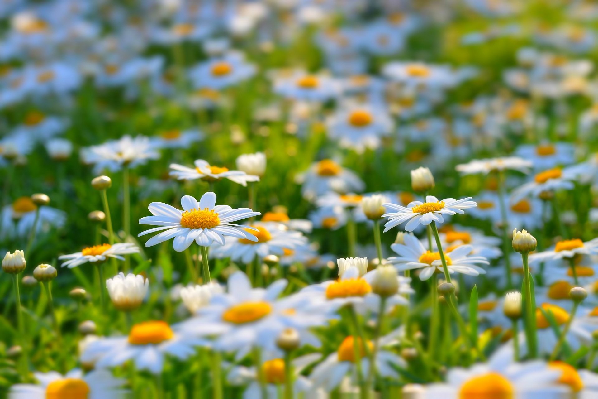 marguerites clairière été nature fleurs