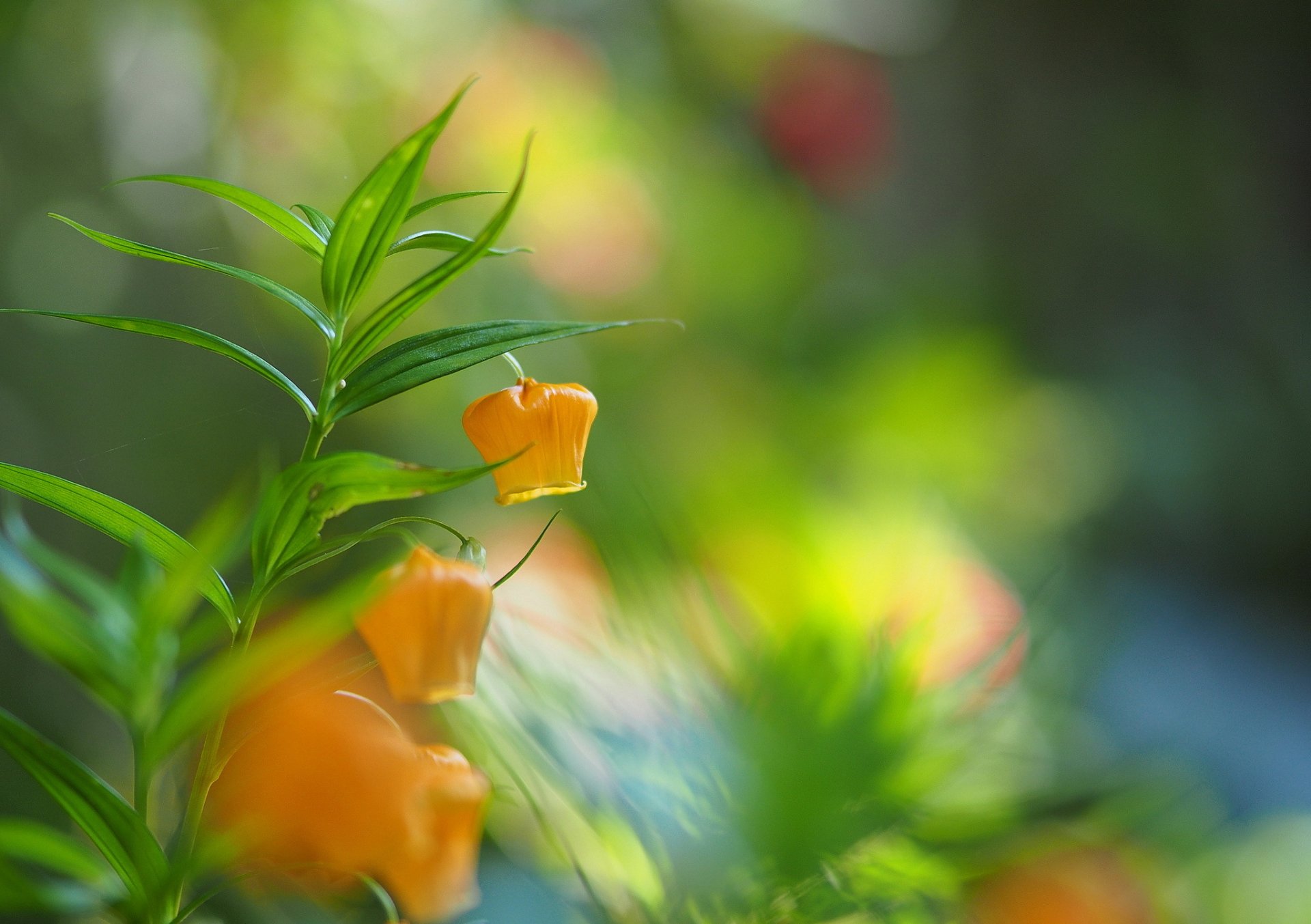 branch fox flower yellow flashlights blur