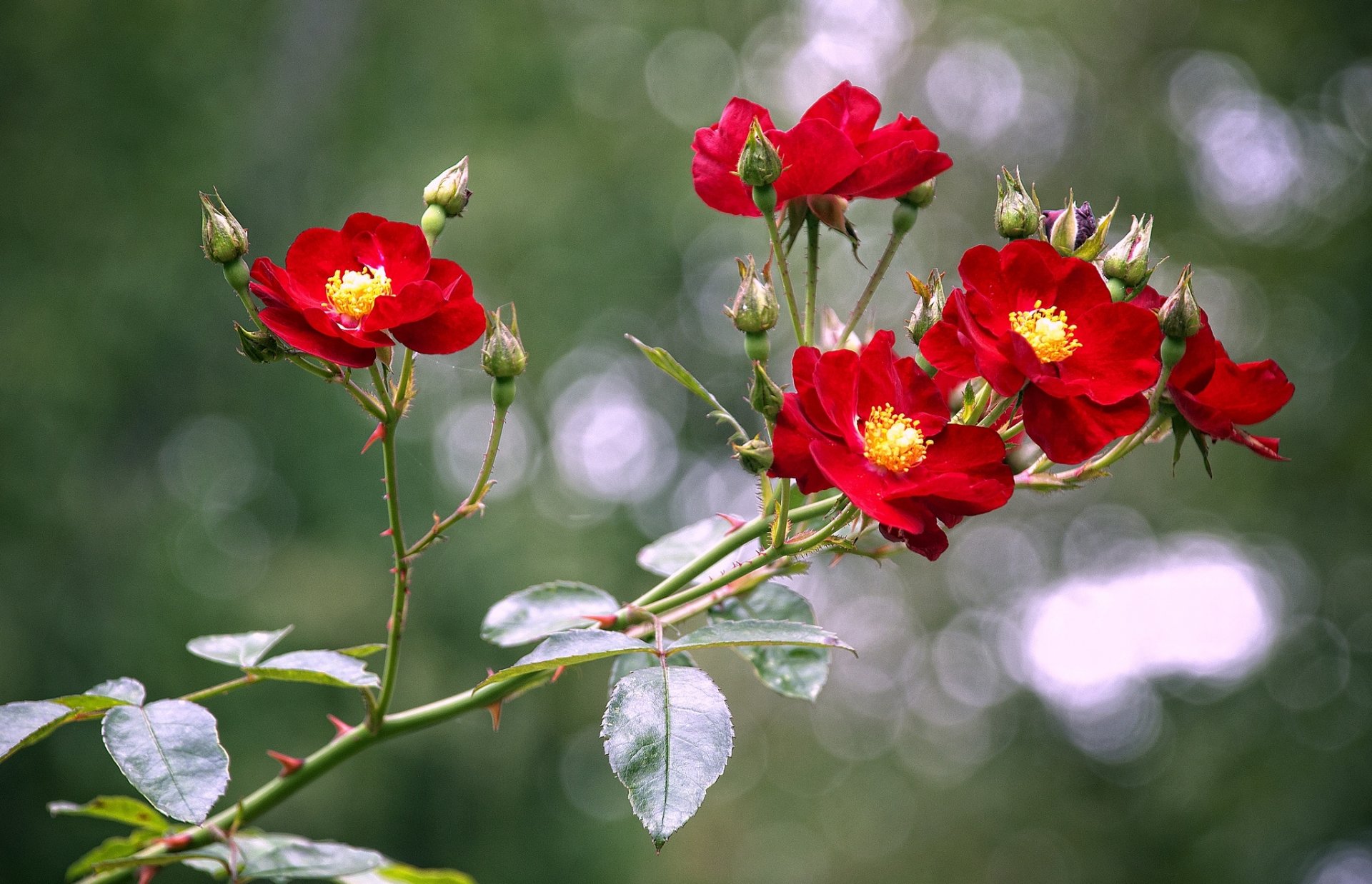 roses branche bourgeons