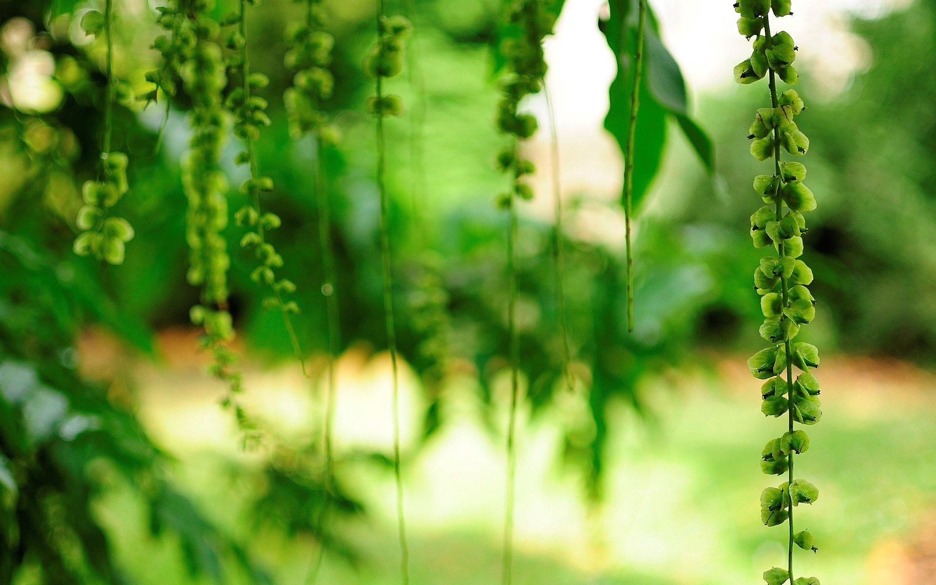 flowers flowers flower flower green leaves tree blur background wallpaper widescreen fullscreen widescreen widescreen