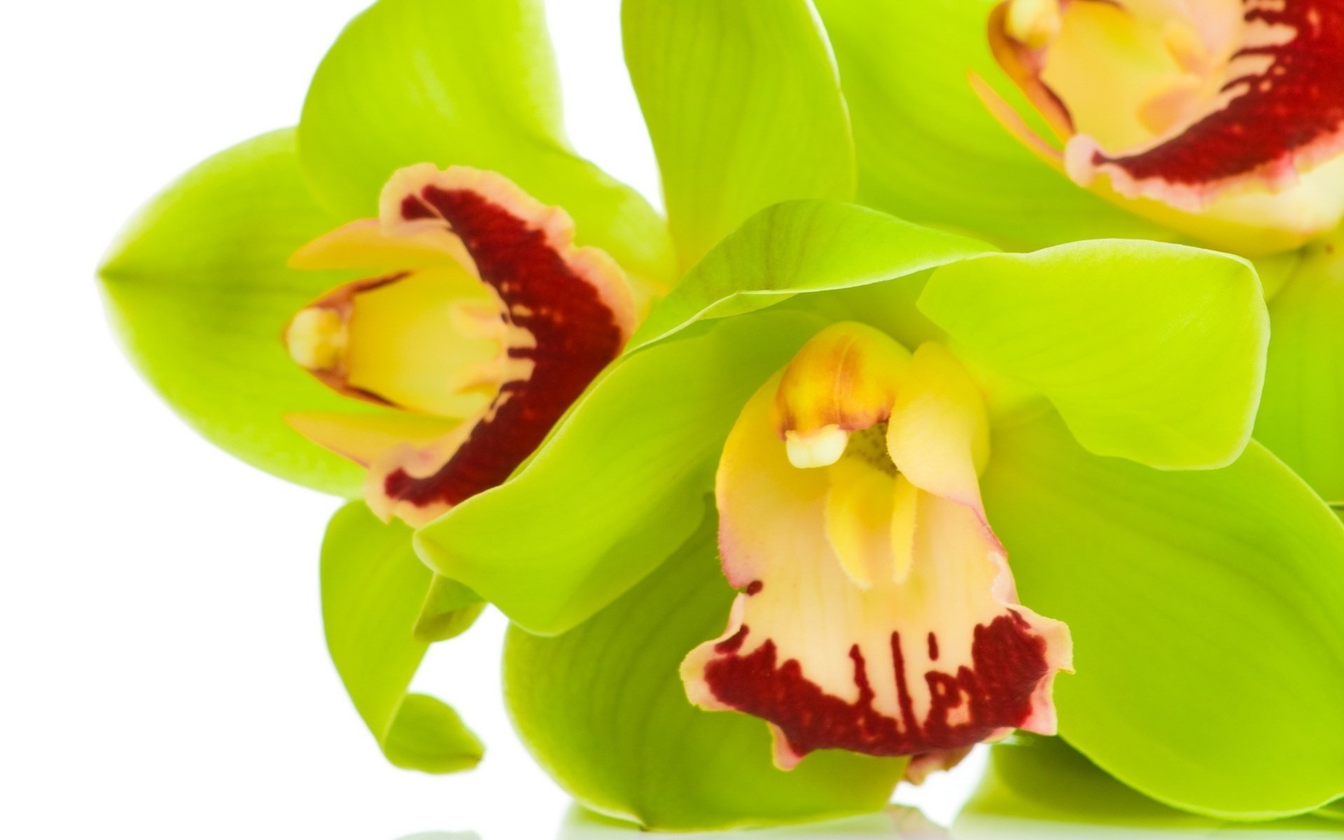 orchideen cymbidium hellgrün makro blumen