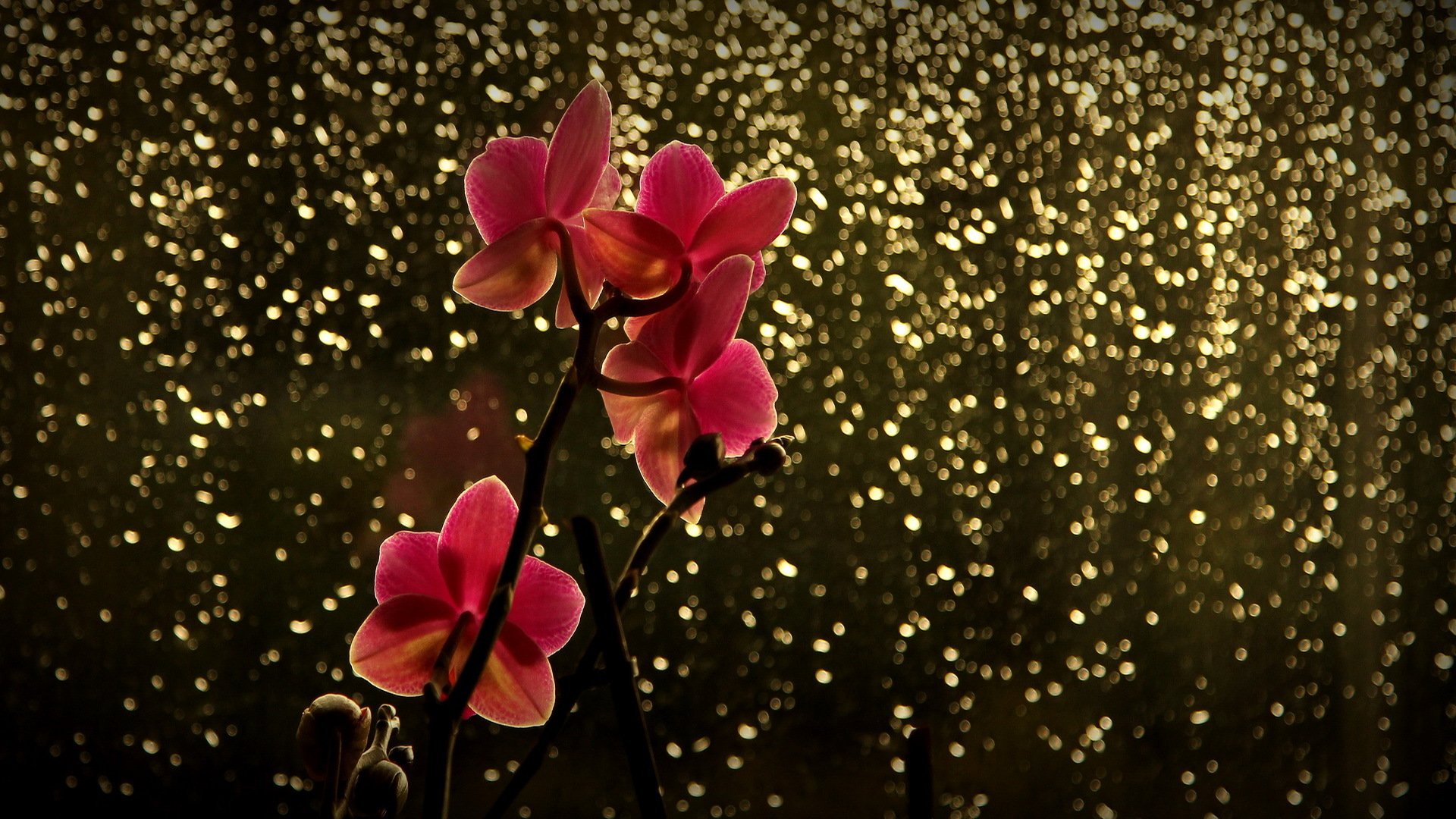 branch flower orchid red reflection