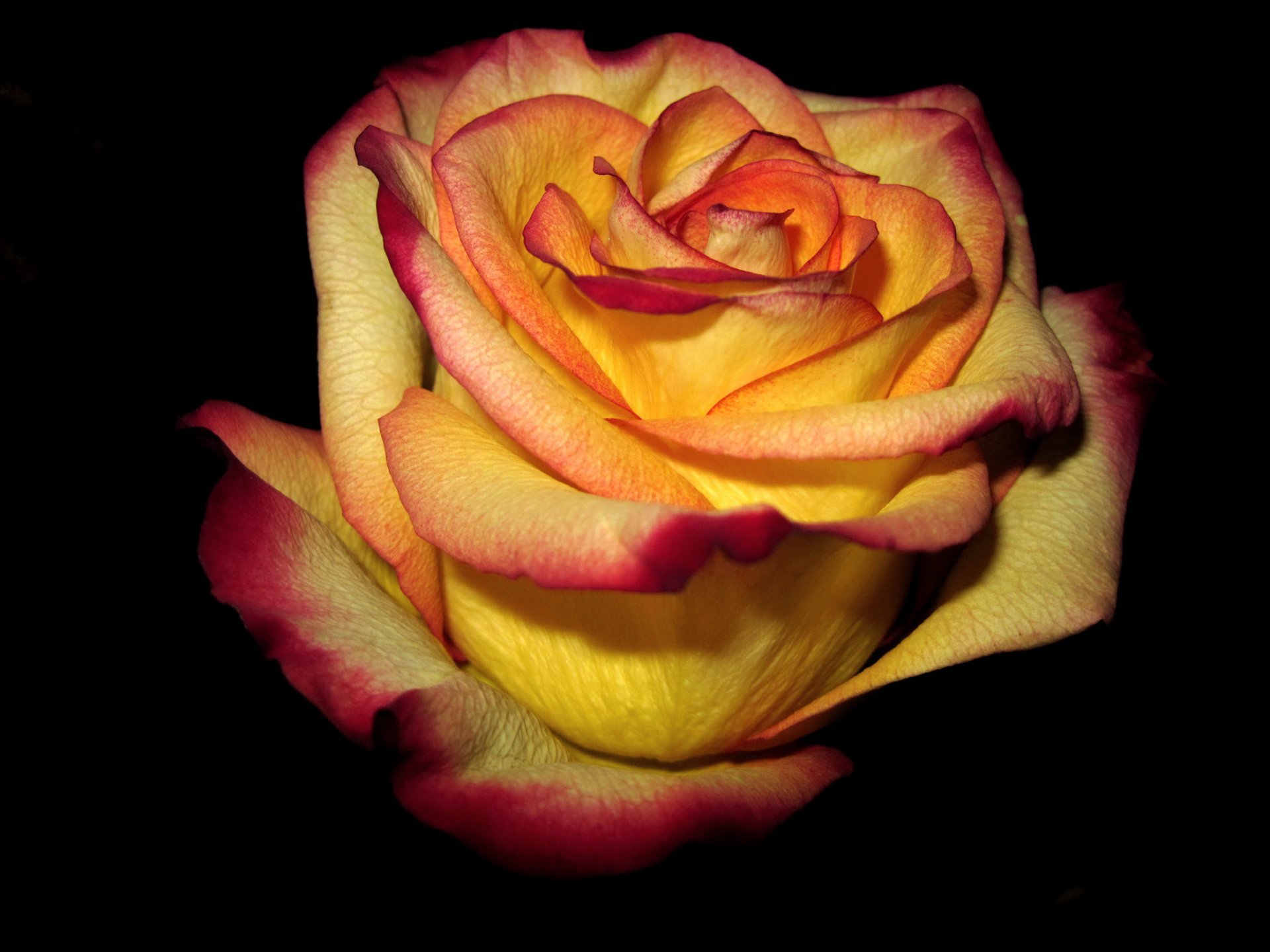 yellow rose red edge dark background