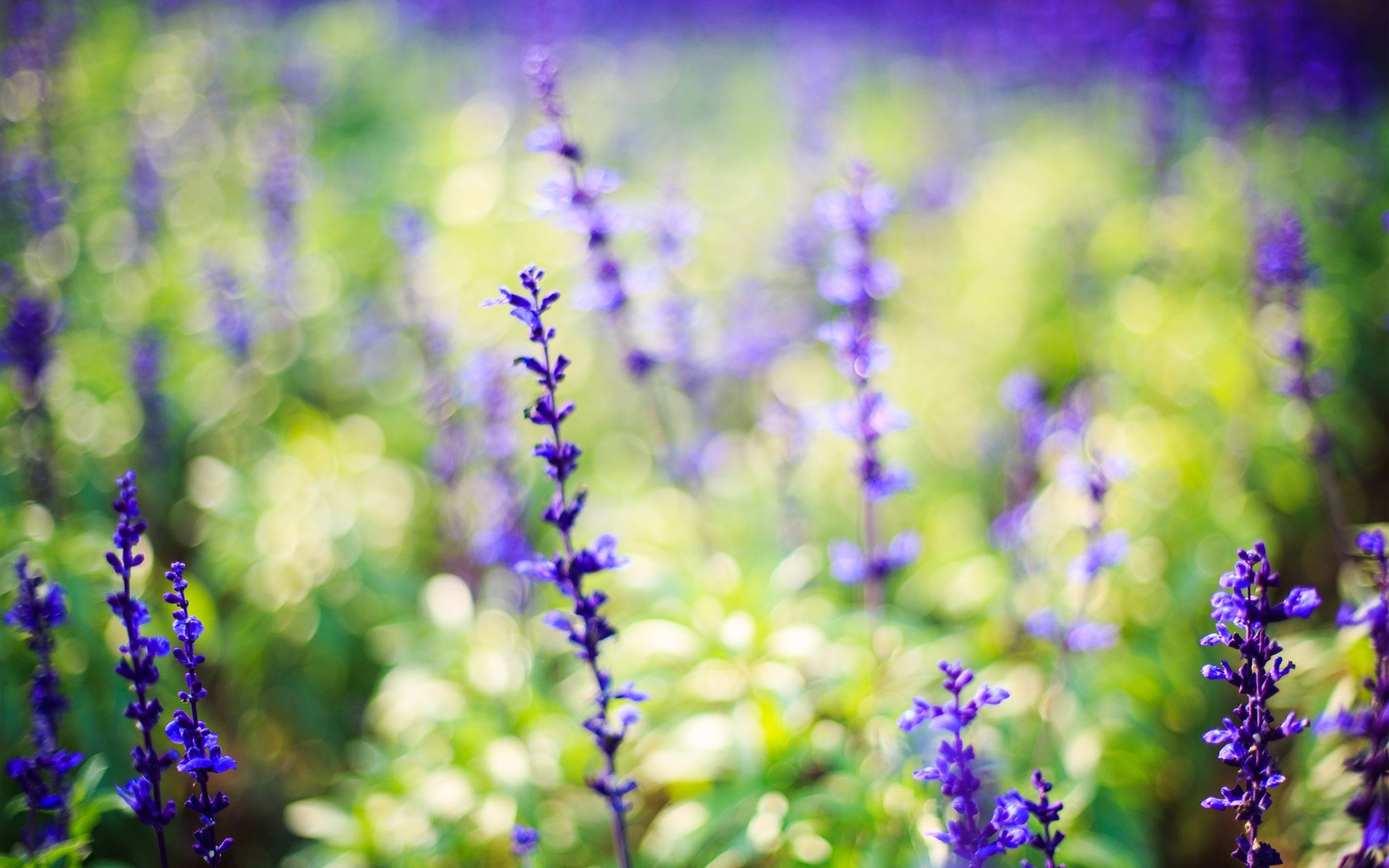 naturaleza flores lila lavanda