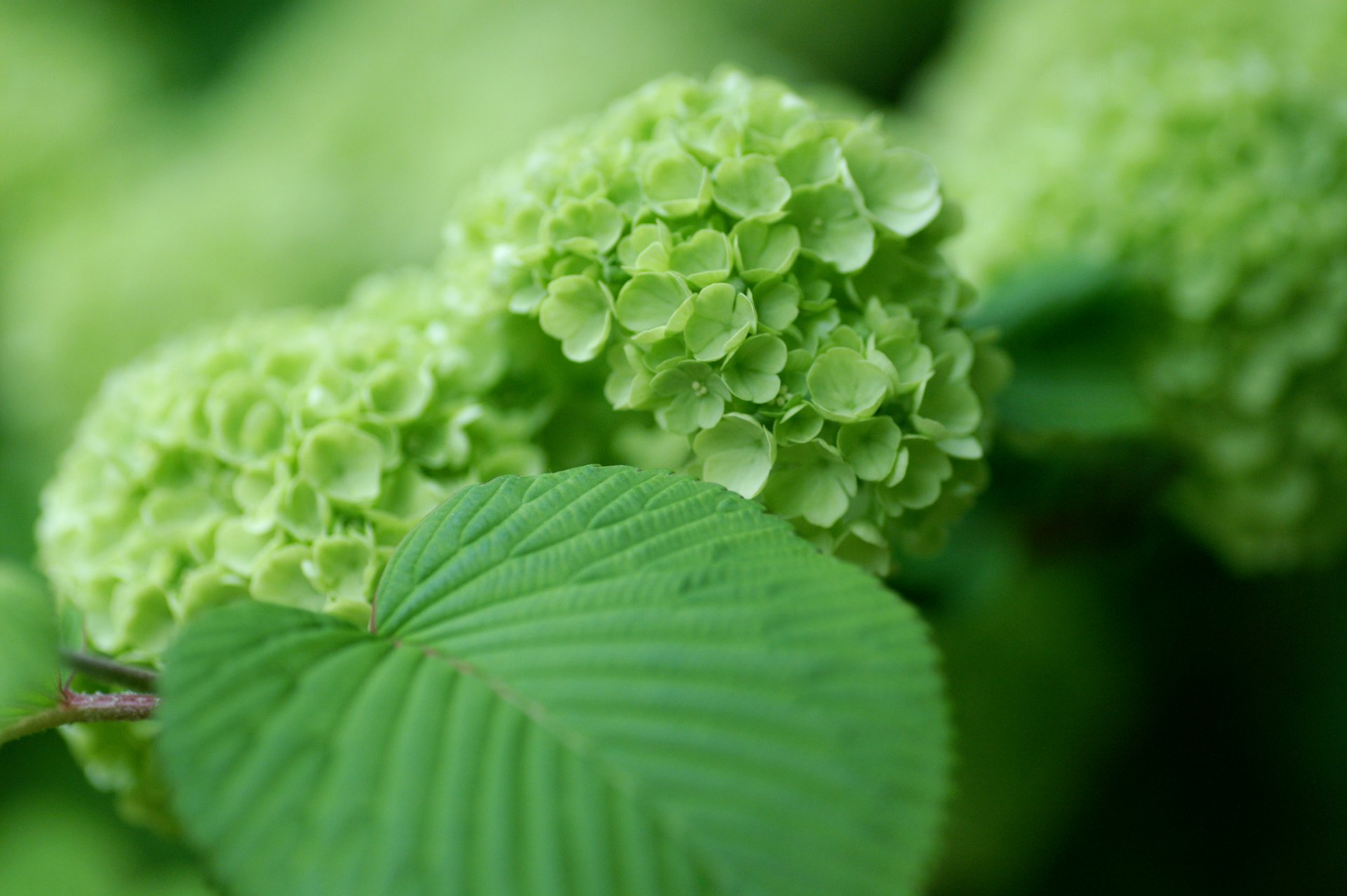 hortensia vert feuilles buisson