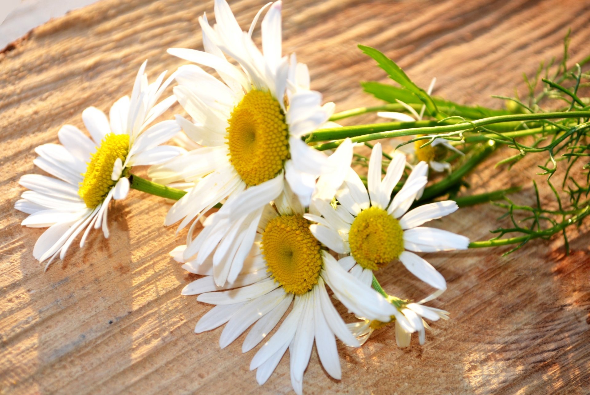 fleurs fleur marguerite marguerites blanc jaune fleur fond papier peint écran large plein écran écran large écran large