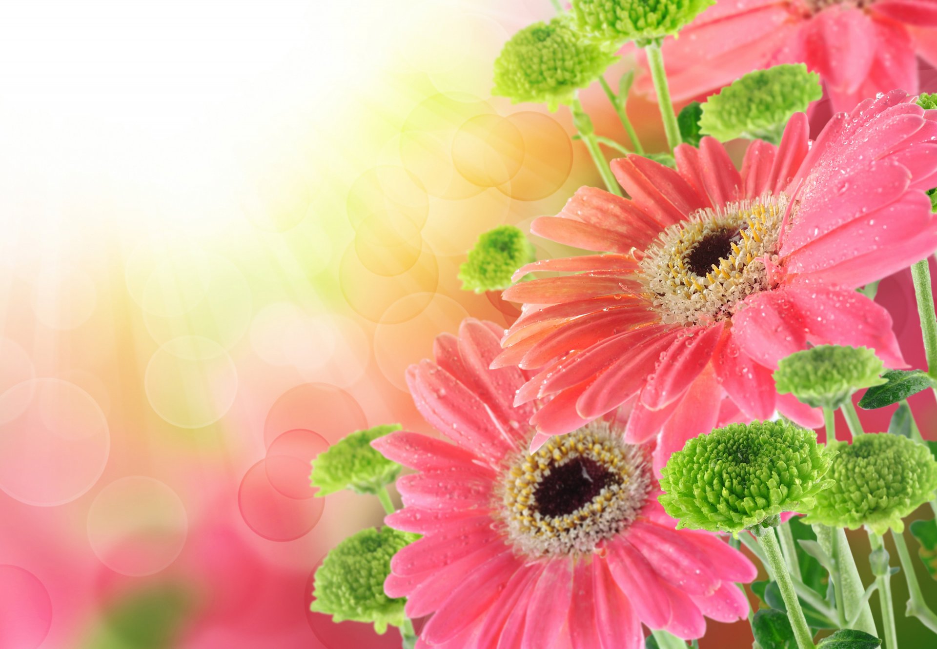 blumenstrauß gerbera tropfen gerbera