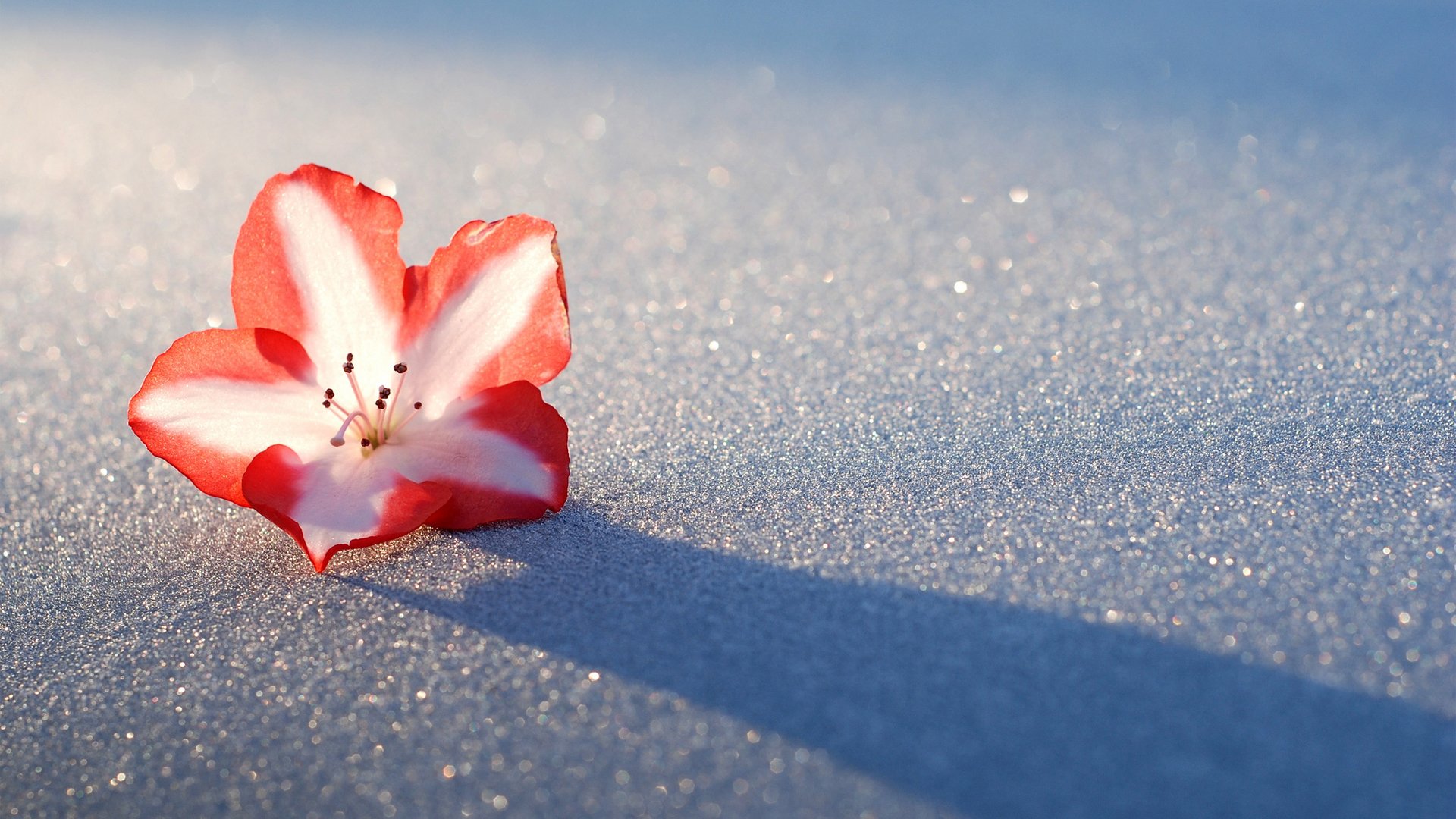 flower azalea snow light shadow