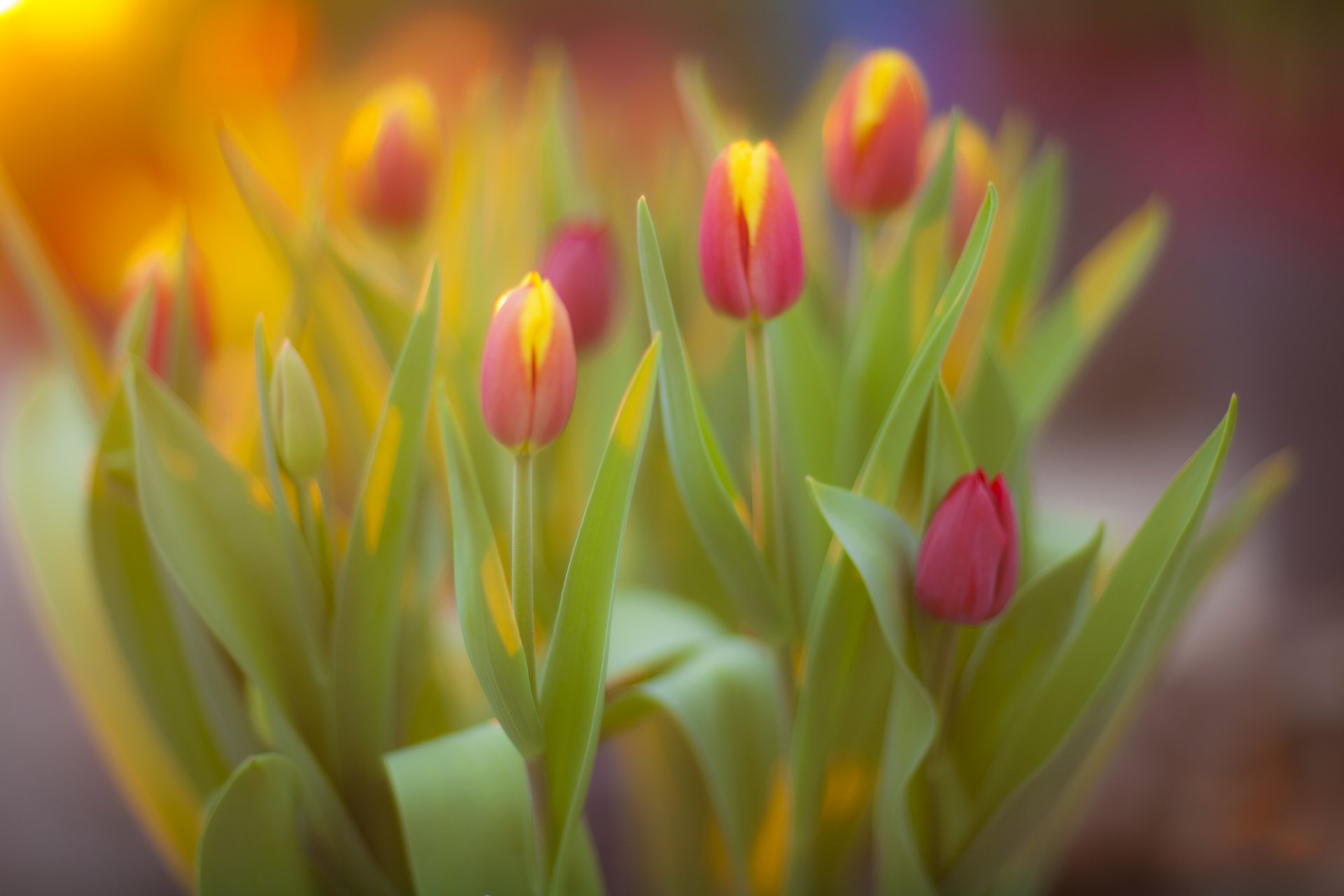 fiori tulipani bouquet primavera giallo-rosa