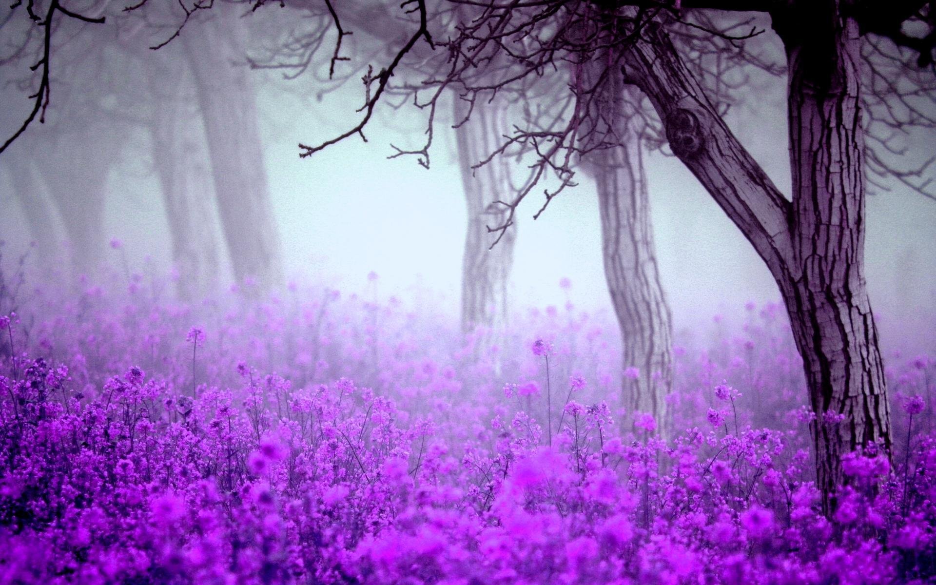 blumen nebel bäume frühling