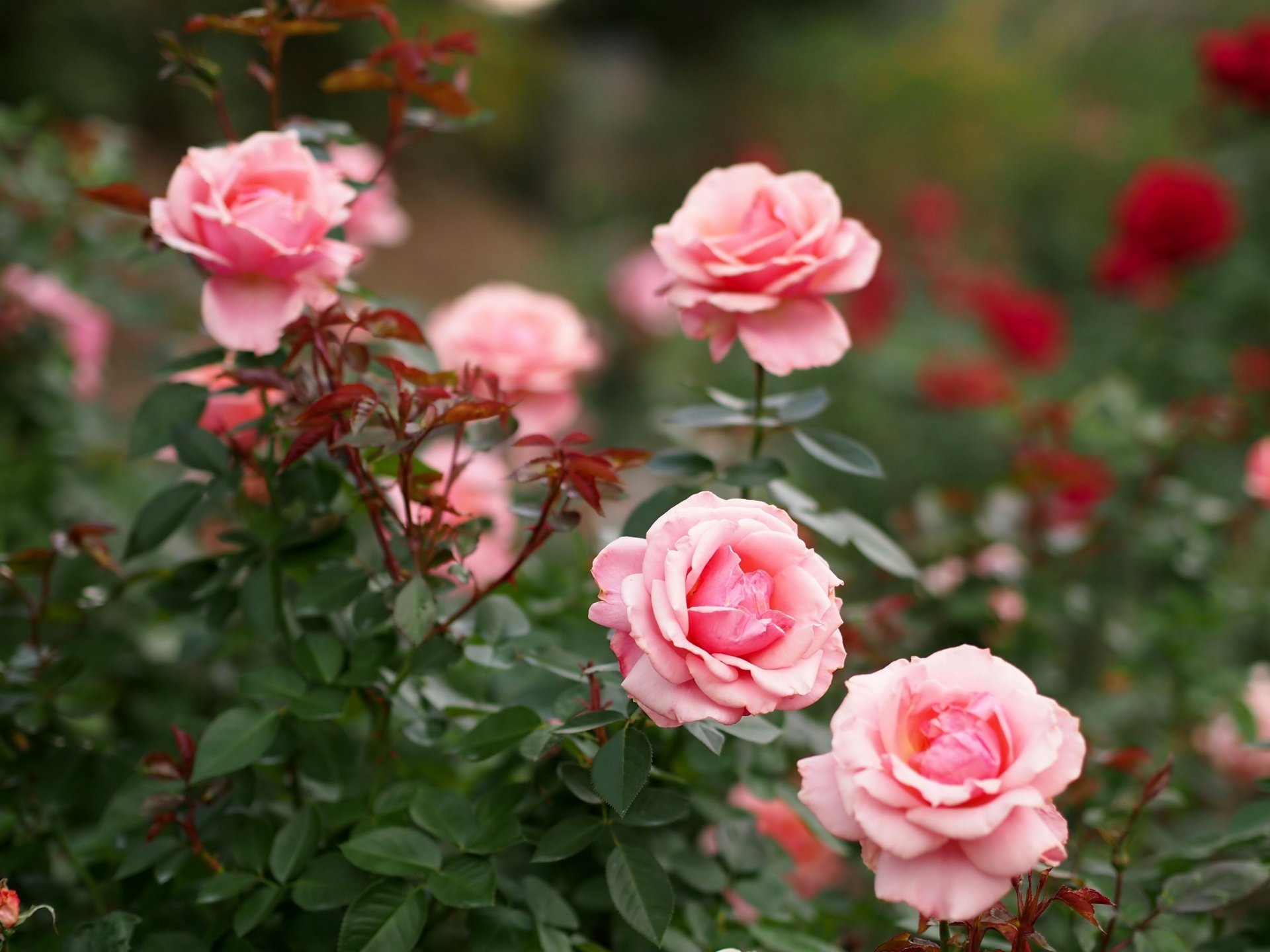 rosas arbustos brotes