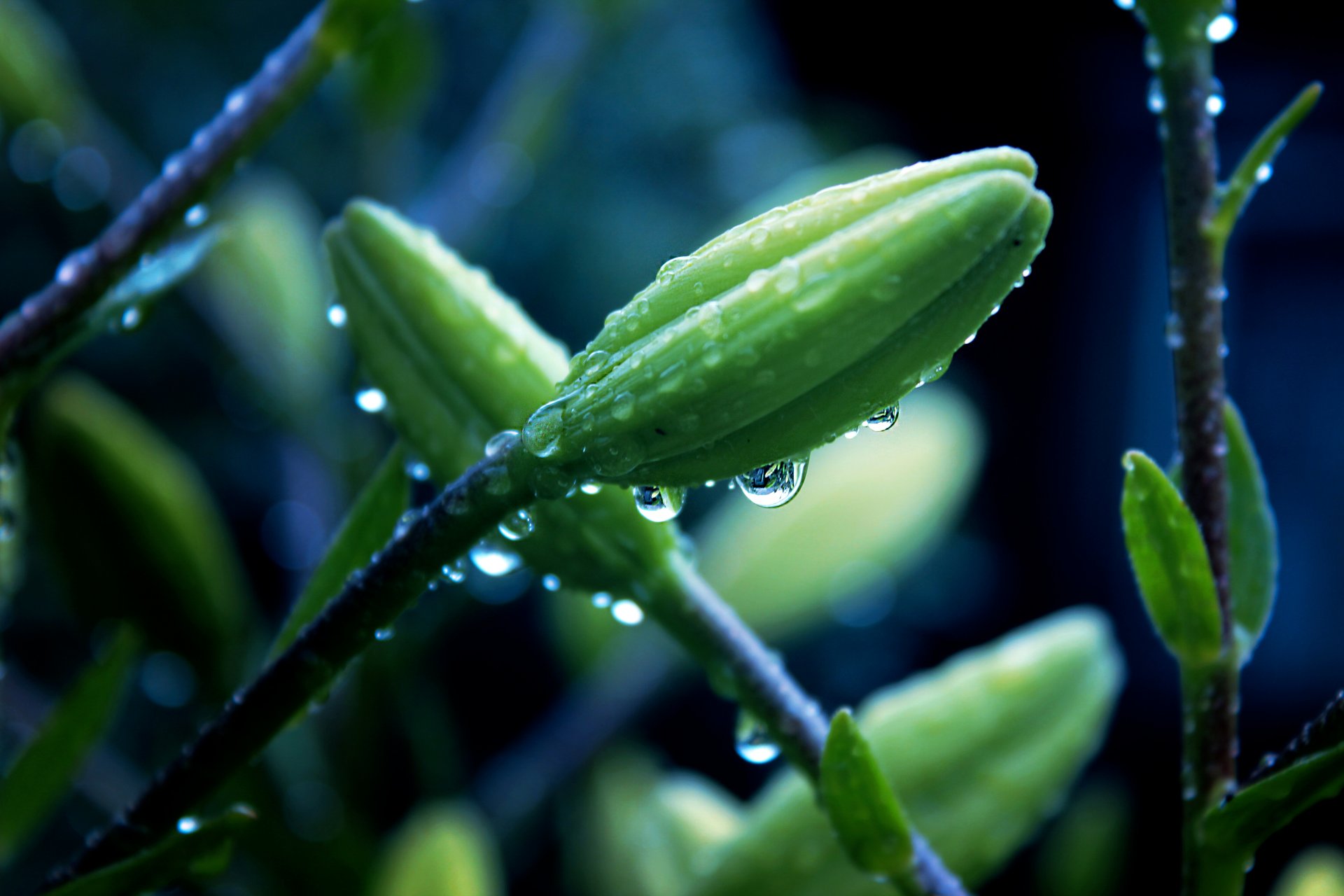 fleurs beau rosée pluie