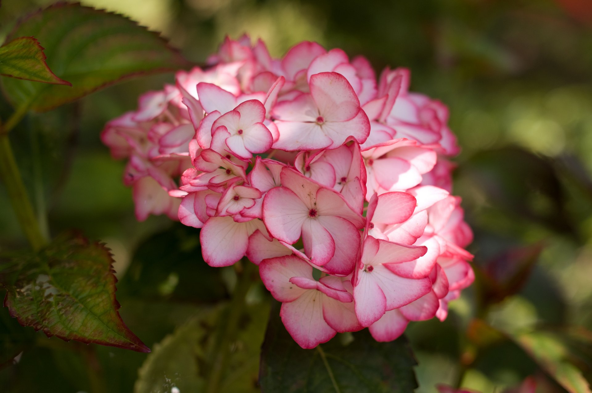 hydrangea inflorescence close up