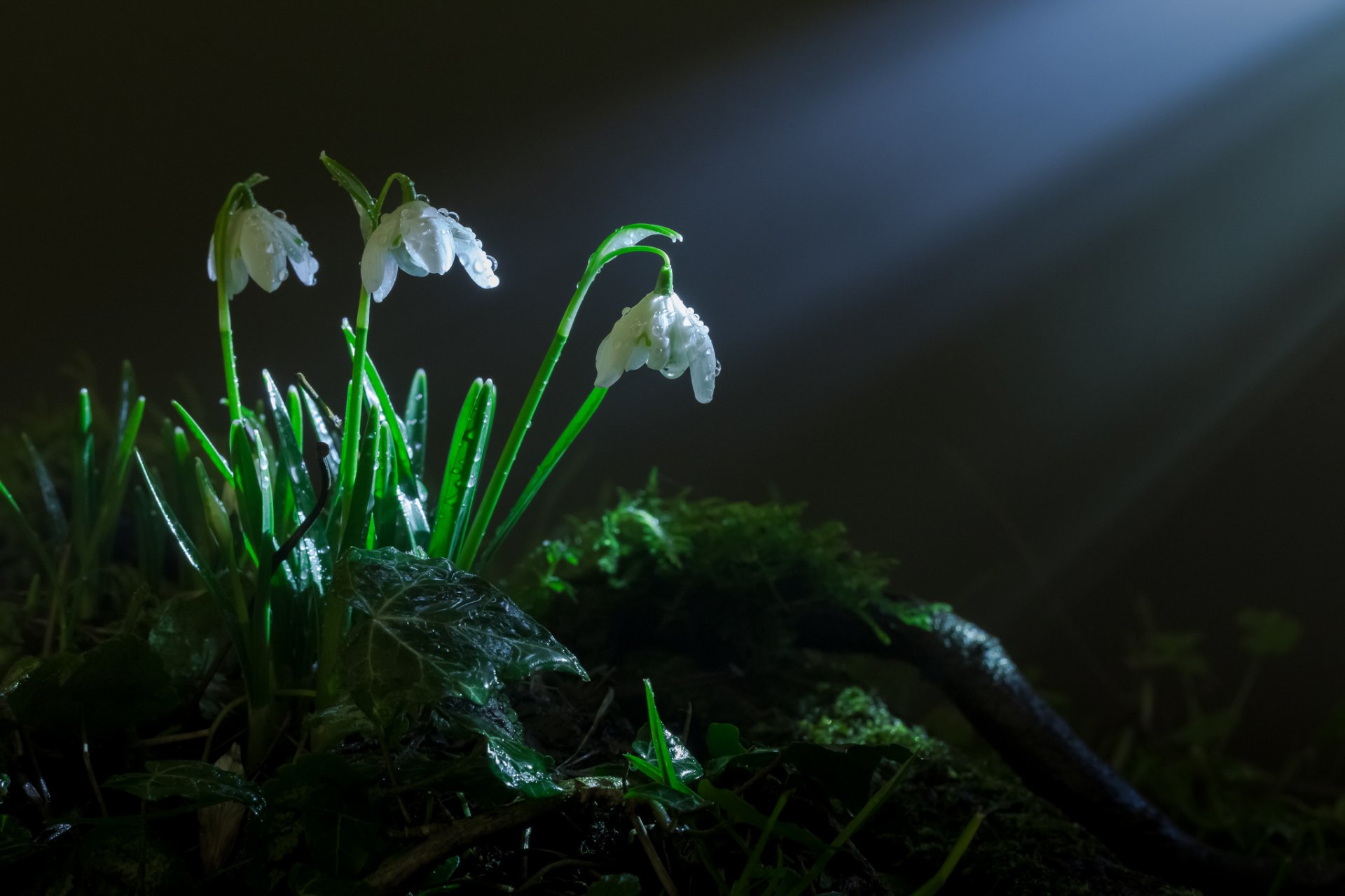 primavera erba muschio fiori bucaneve raggi luce