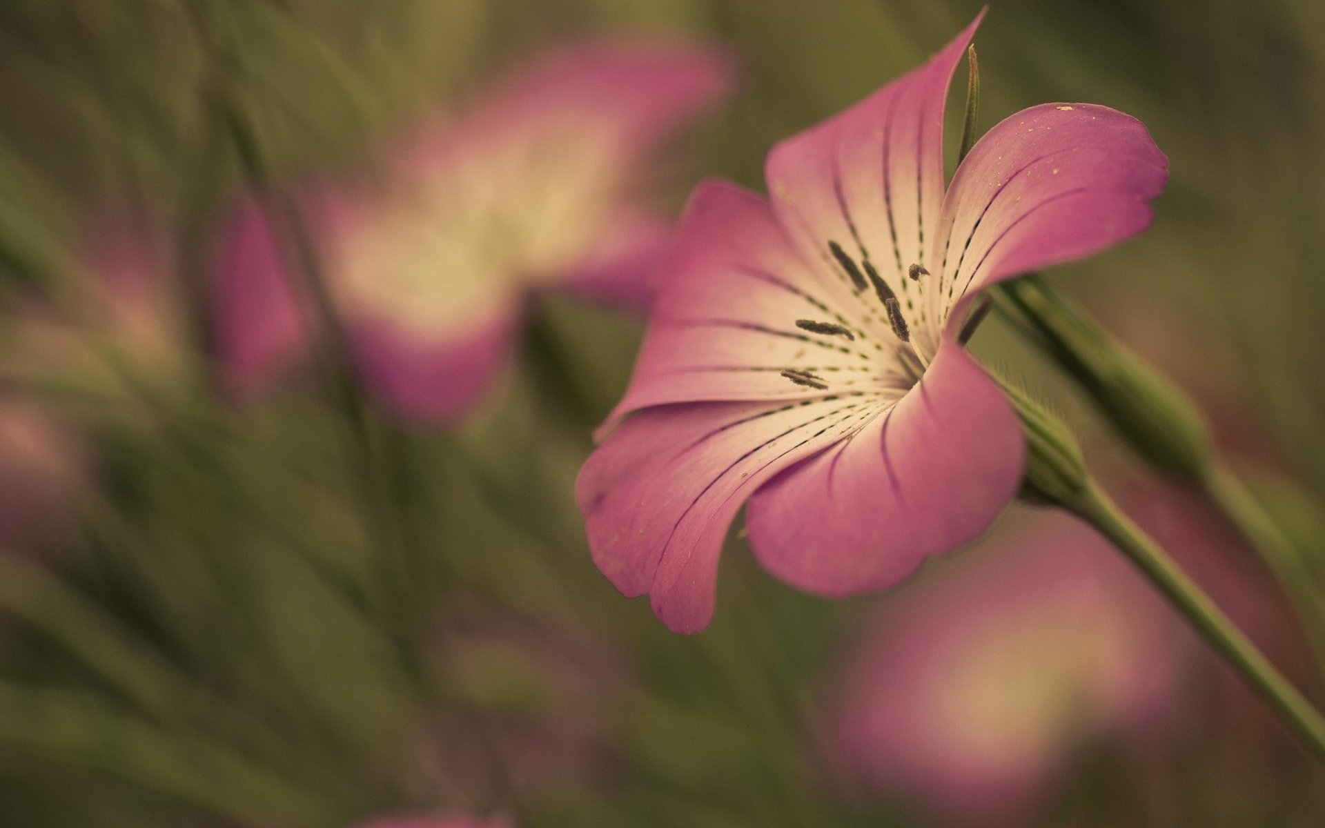 fiori fiore fiore rosa petalo gambo sfocatura sfondo carta da parati widescreen schermo intero widescreen widescreen