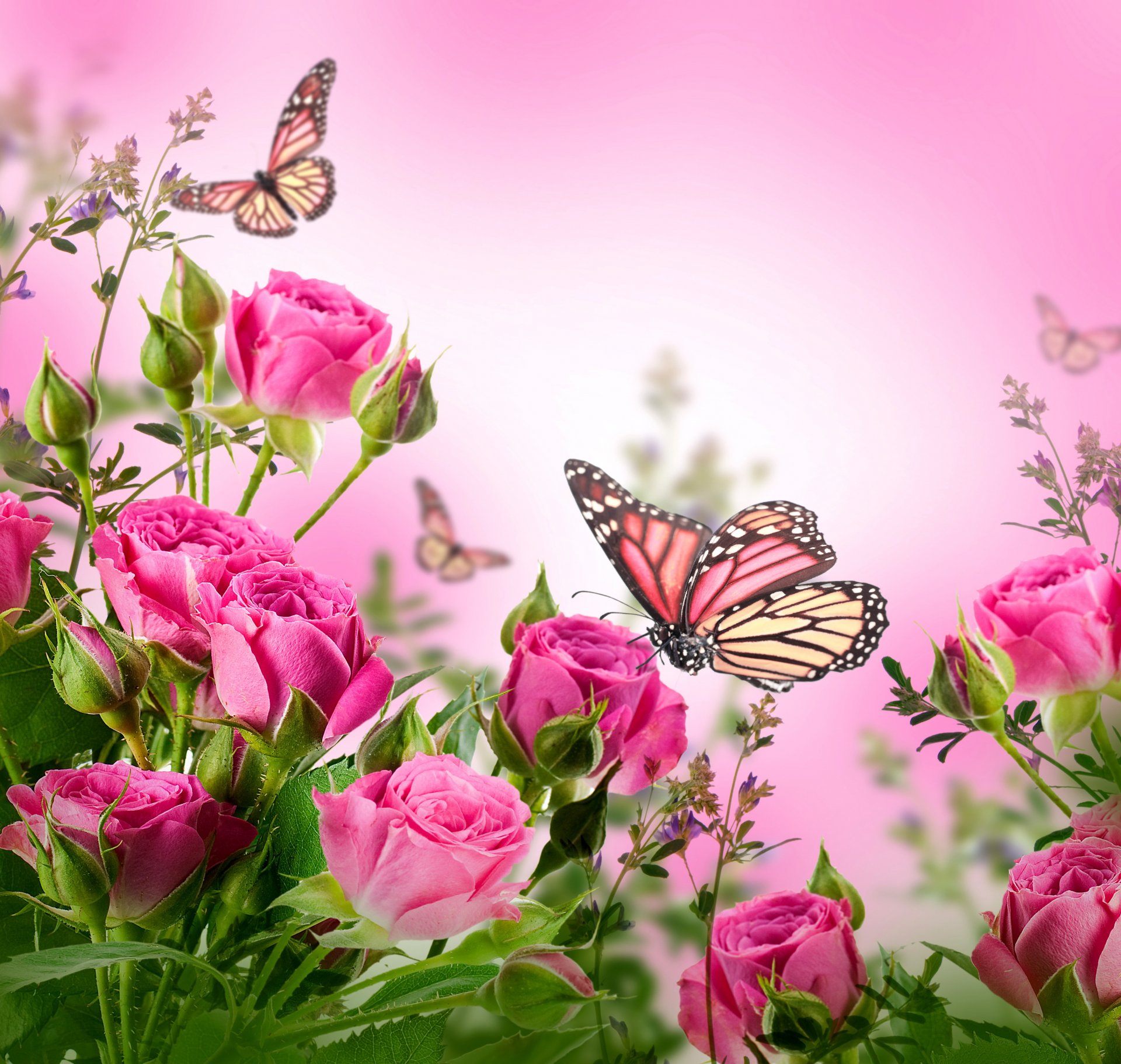 roses flowers pink butterflies flower butterflies blooming