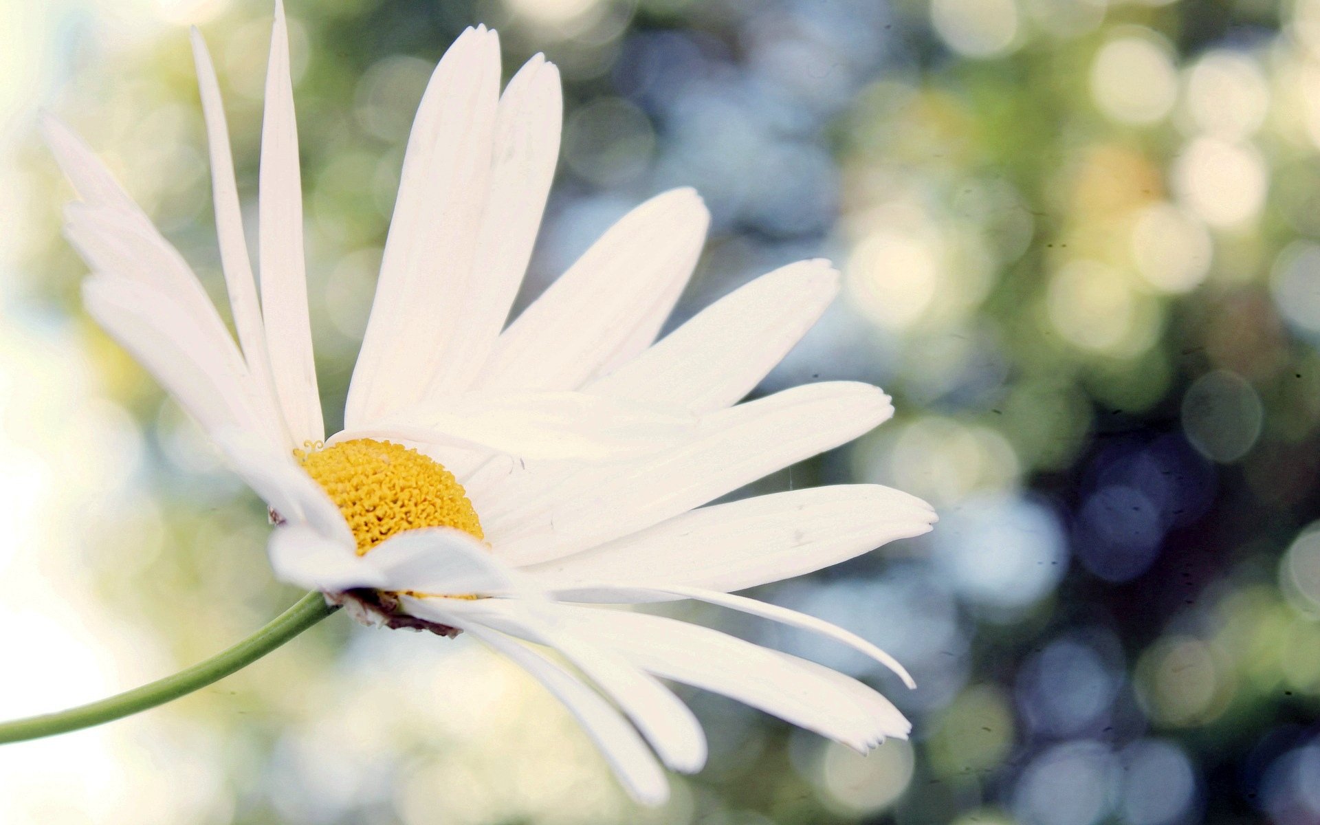 fiori fiore fiorellino macro margherita margherita bianco bokeh sfocatura sfondo carta da parati widescreen schermo intero widescreen widescreen