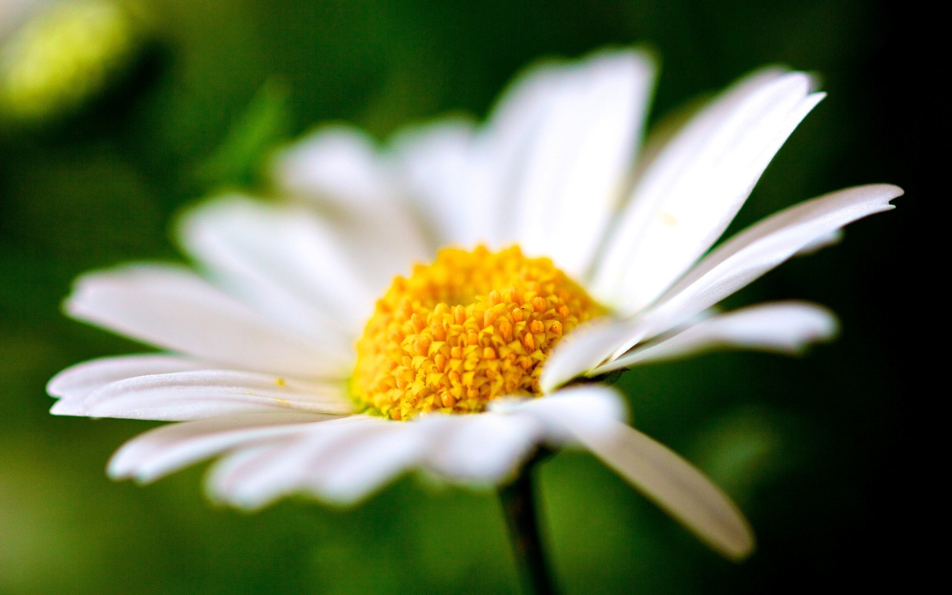 fiori fiori margherita petali macro sfocatura macro fiore sfondo carta da parati widescreen schermo intero widescreen