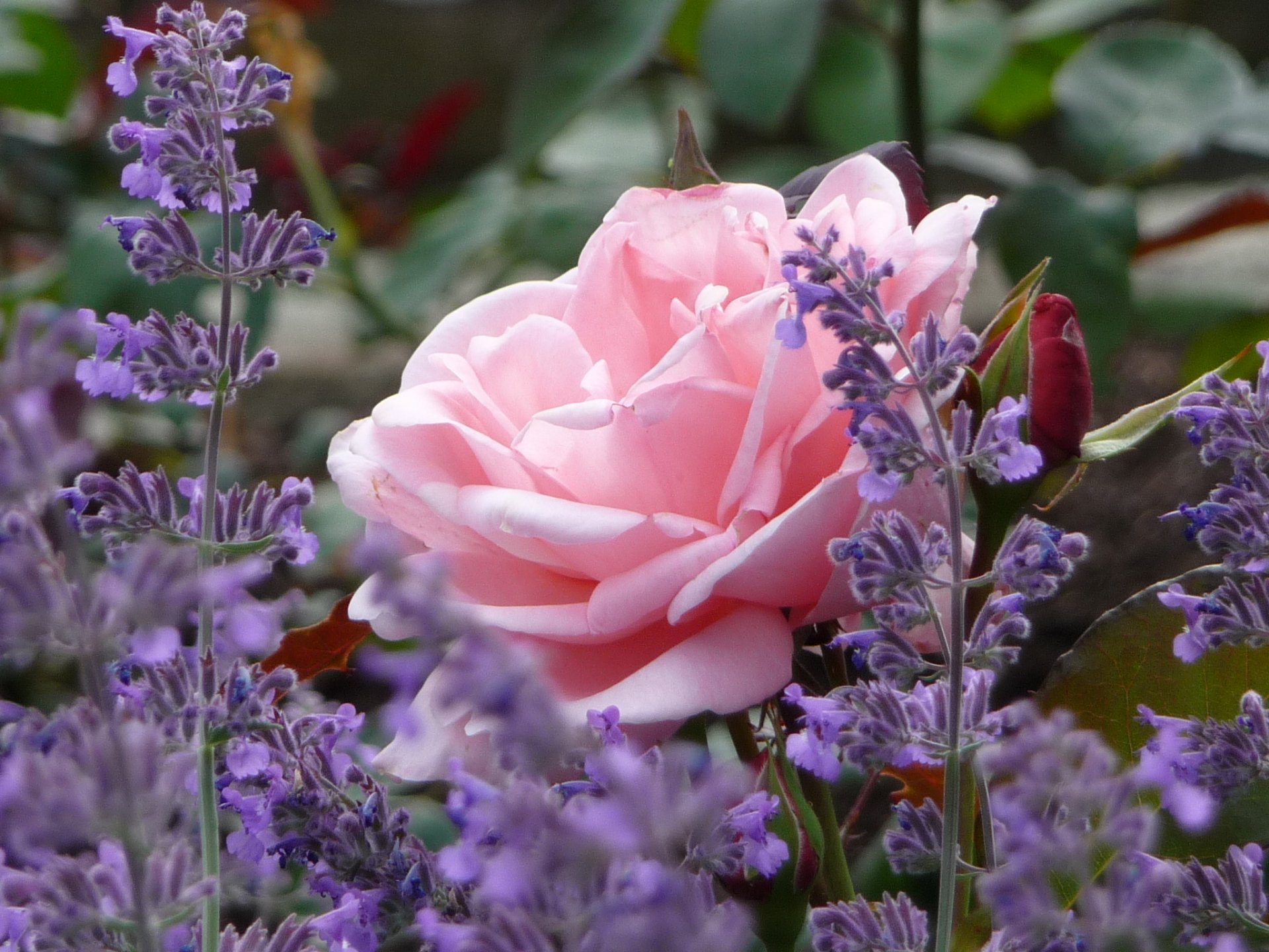 rosa lavanda brote