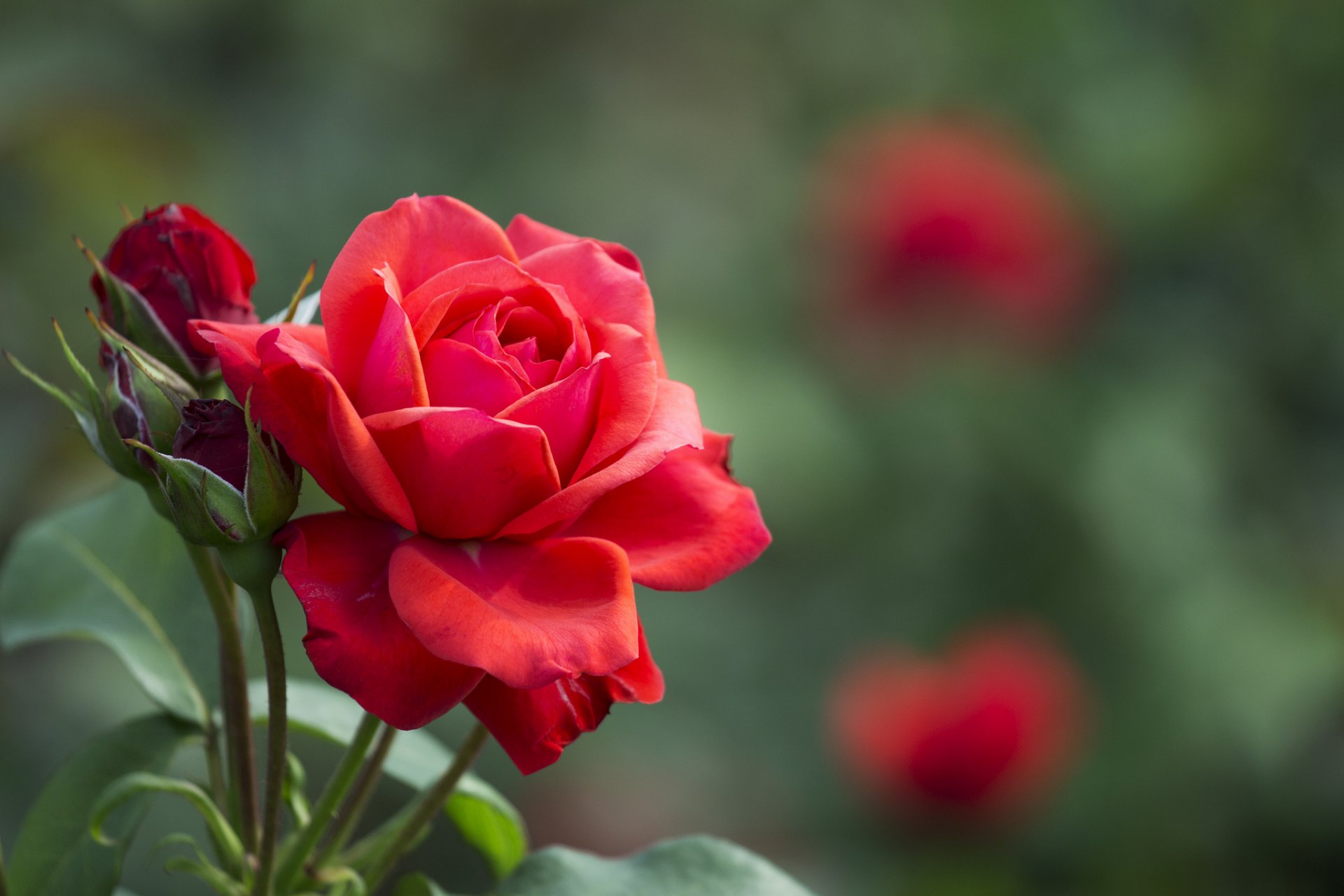 rosa rosso boccioli foglie