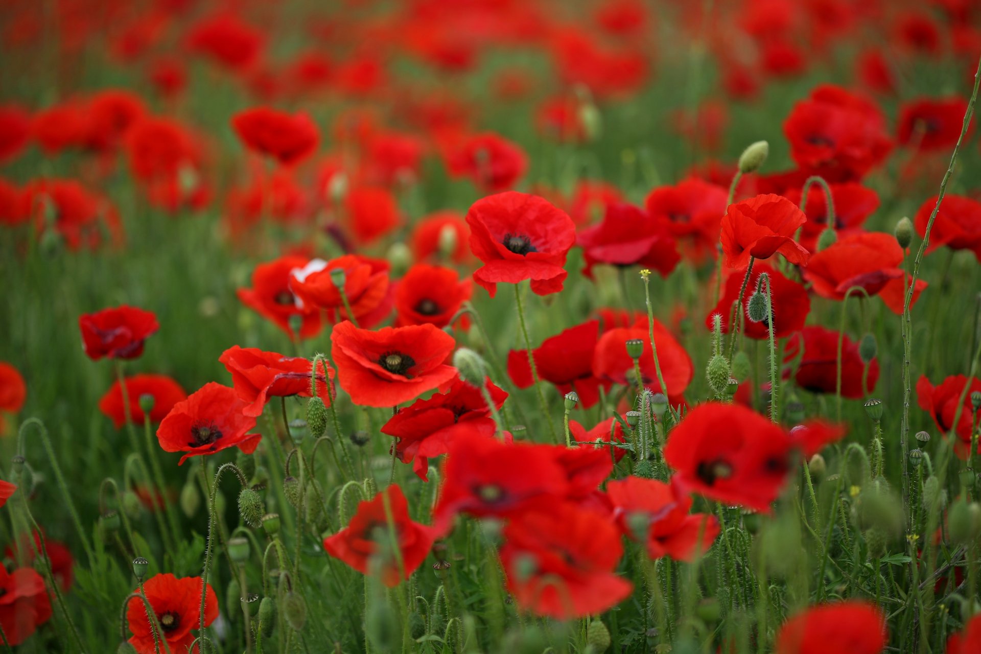 mohnblumen rot blütenblätter blumen stiele gras grün feld sommer warm makro natur