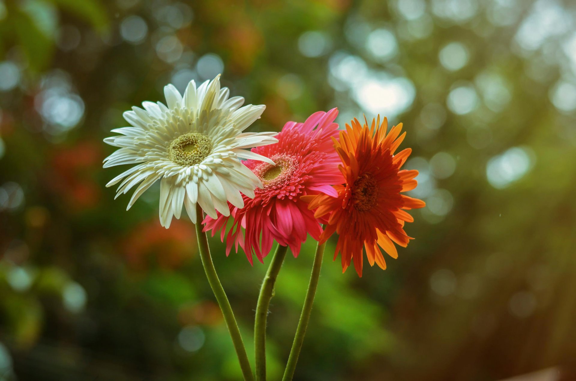 gerberas blanco rojo naranja